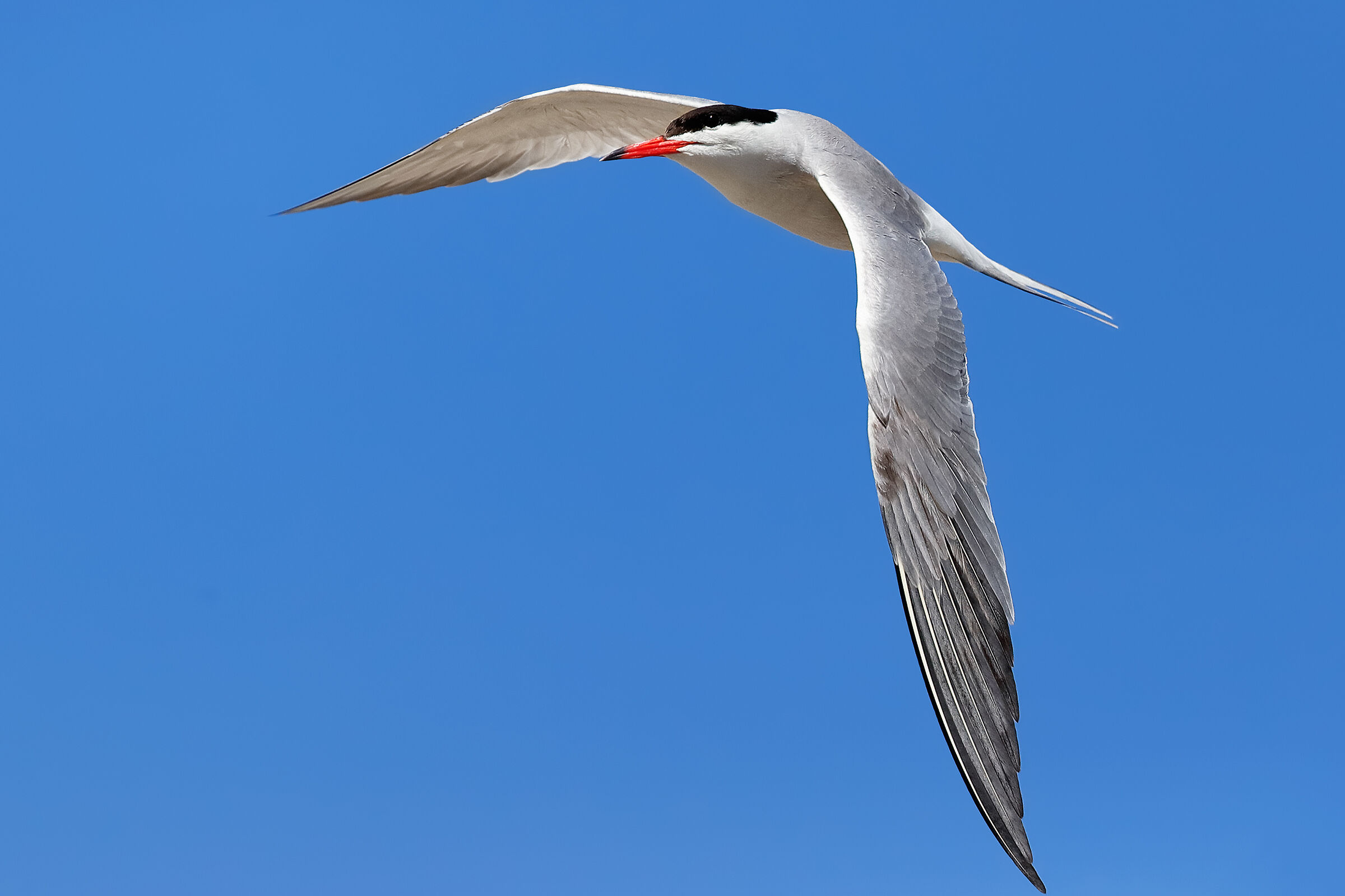 Common tern
