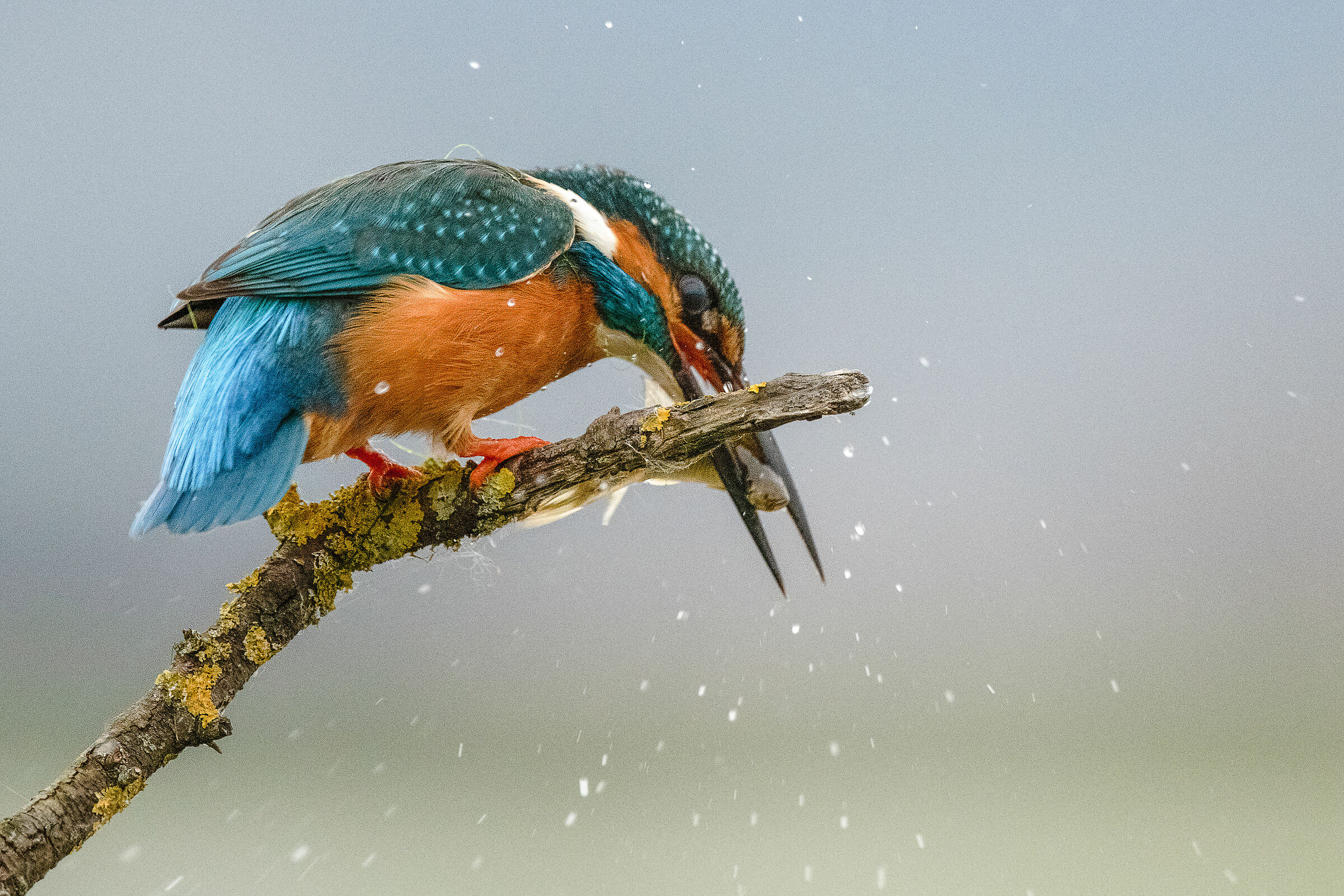 Martin pescatore (Alcedo Atthis)