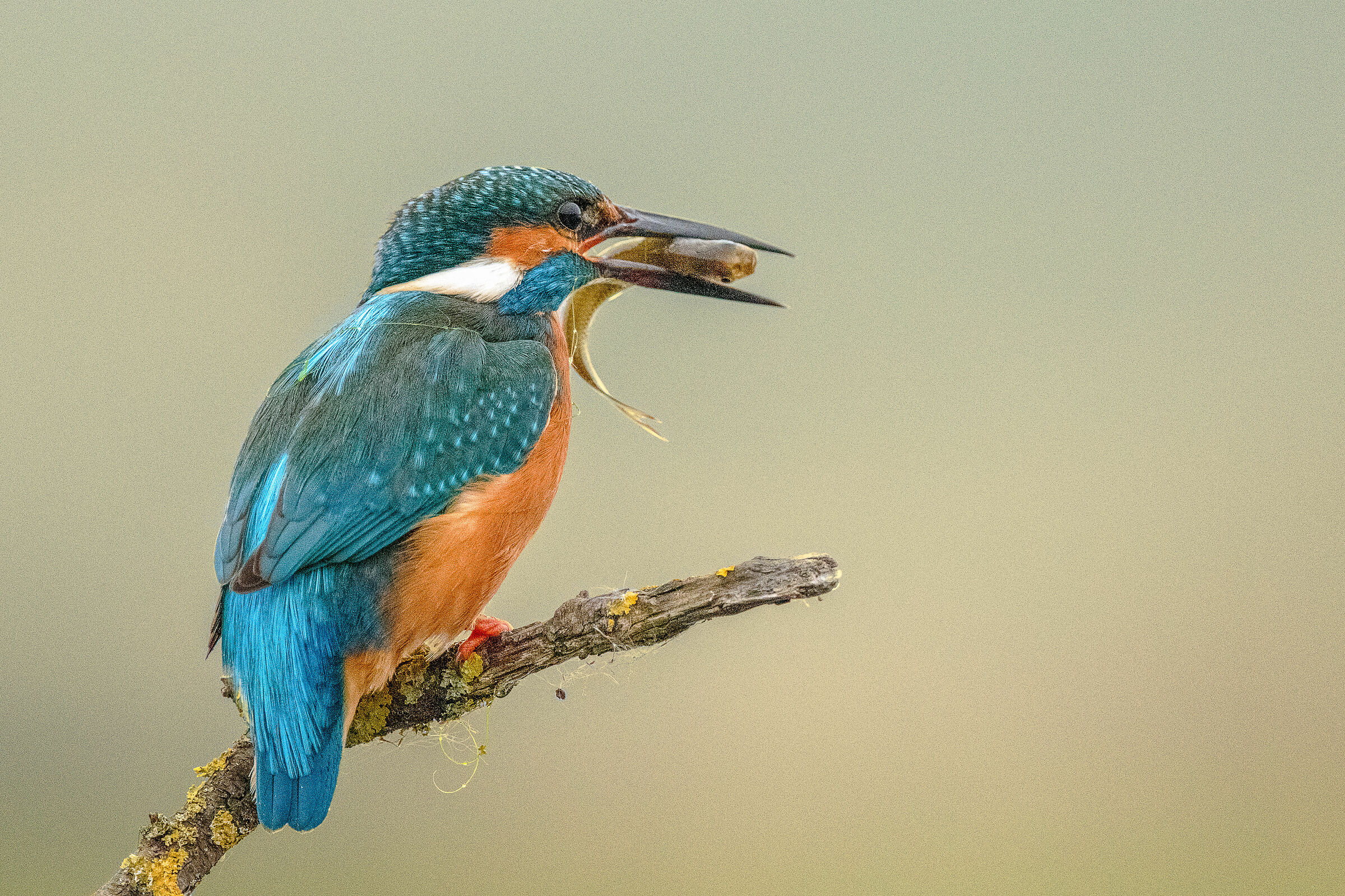 Martin pescatore (Alcedo atthis)