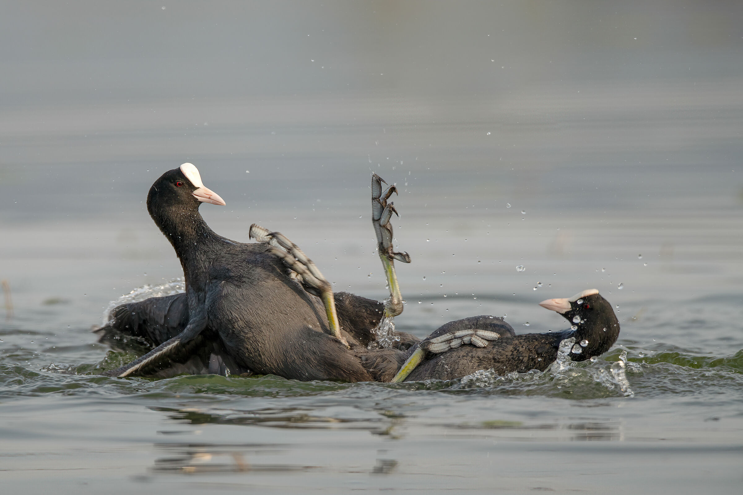 Folaga (Fulica atra)