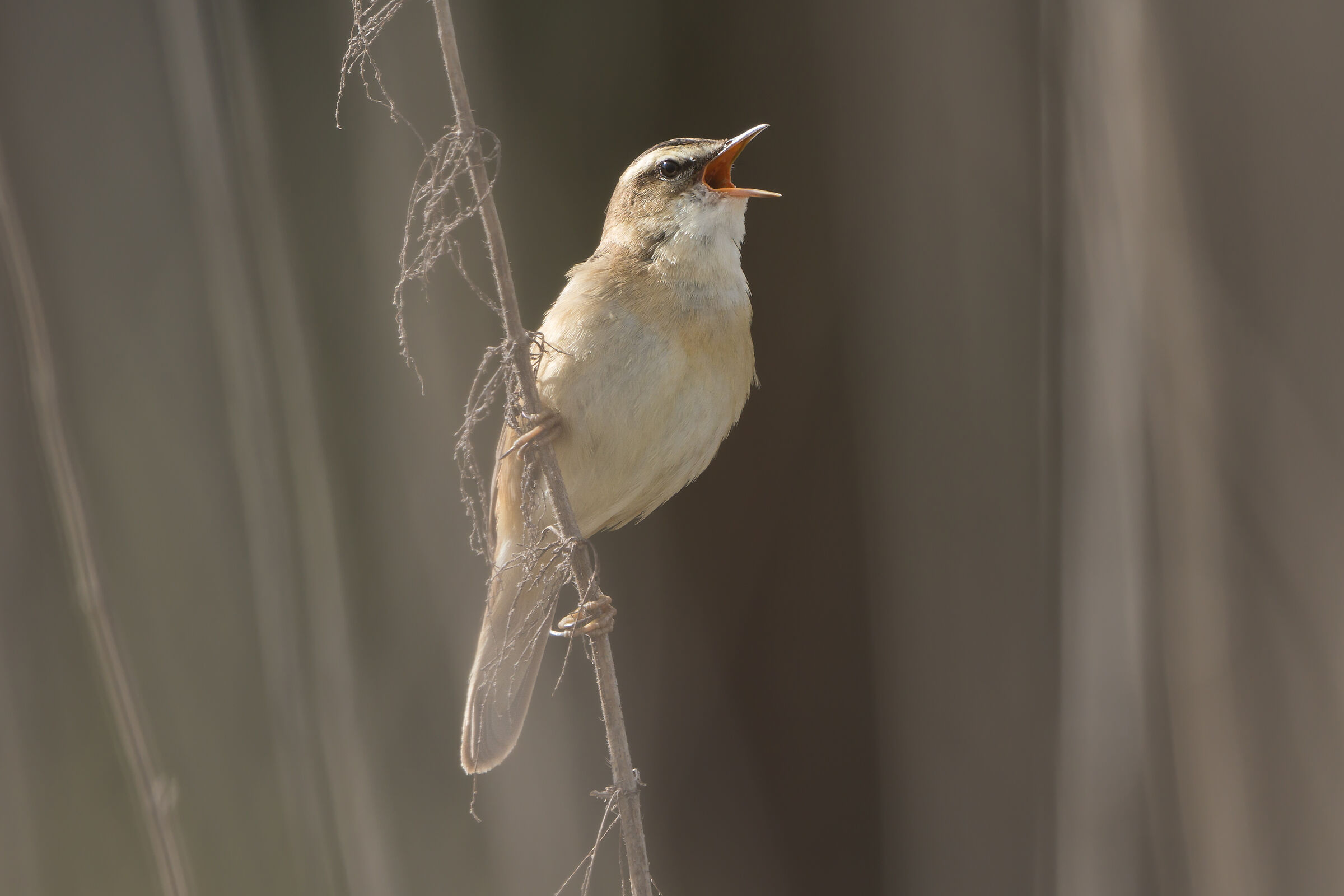 Acrocephalus schoenobaenus
