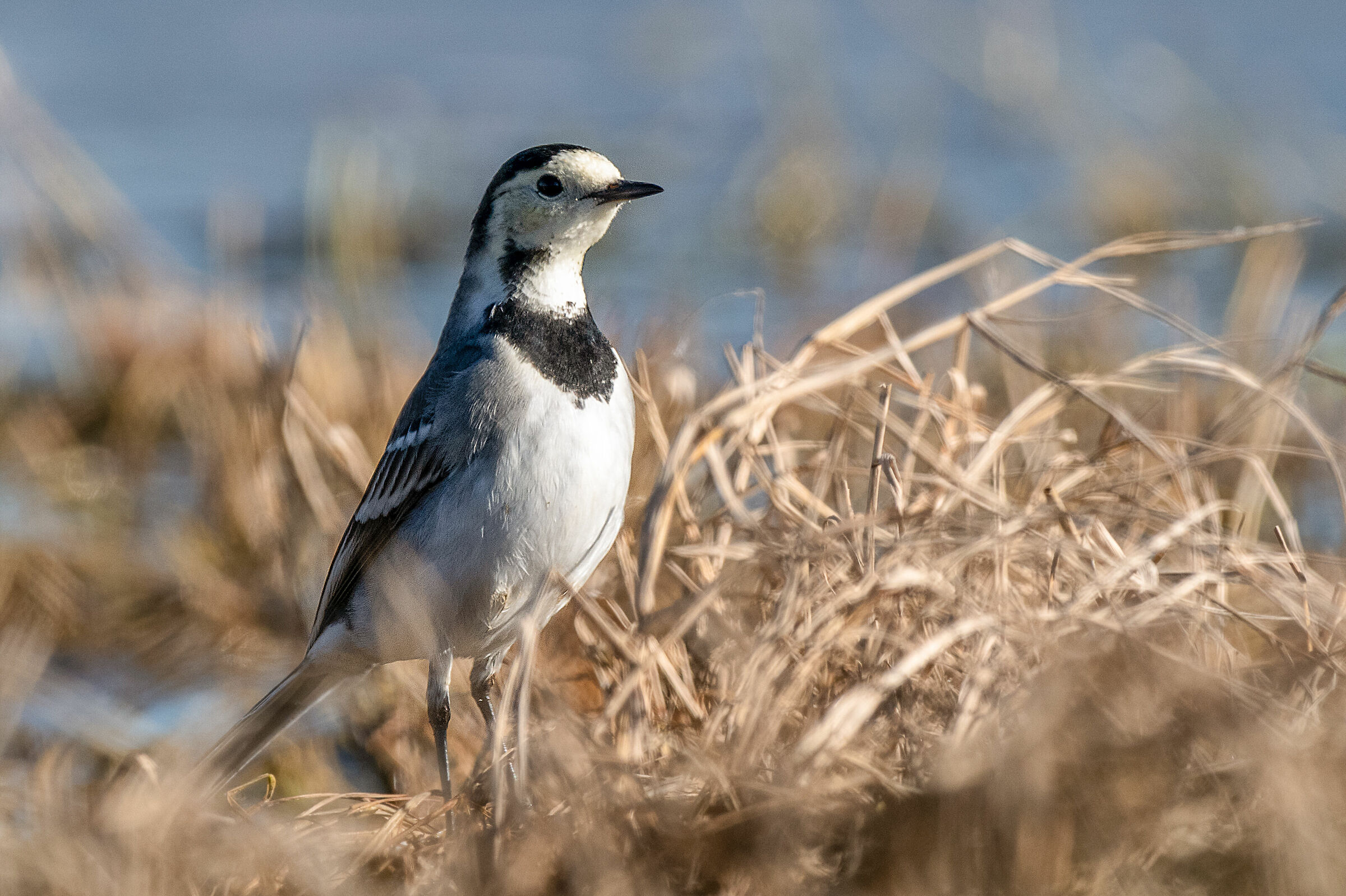 Ballerina bianca (Motacilla alba)