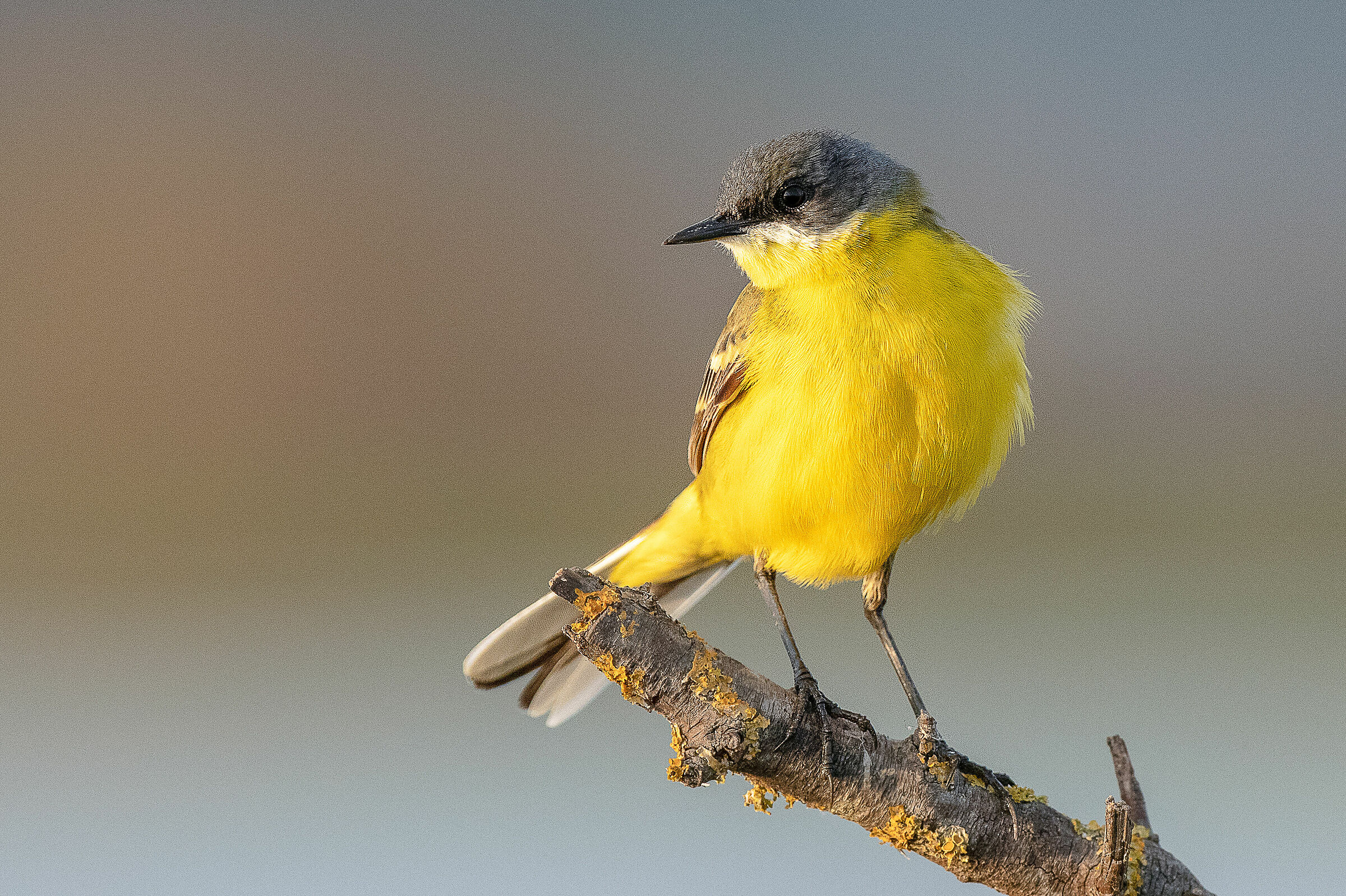 Cutrettola (Motacilla flava)