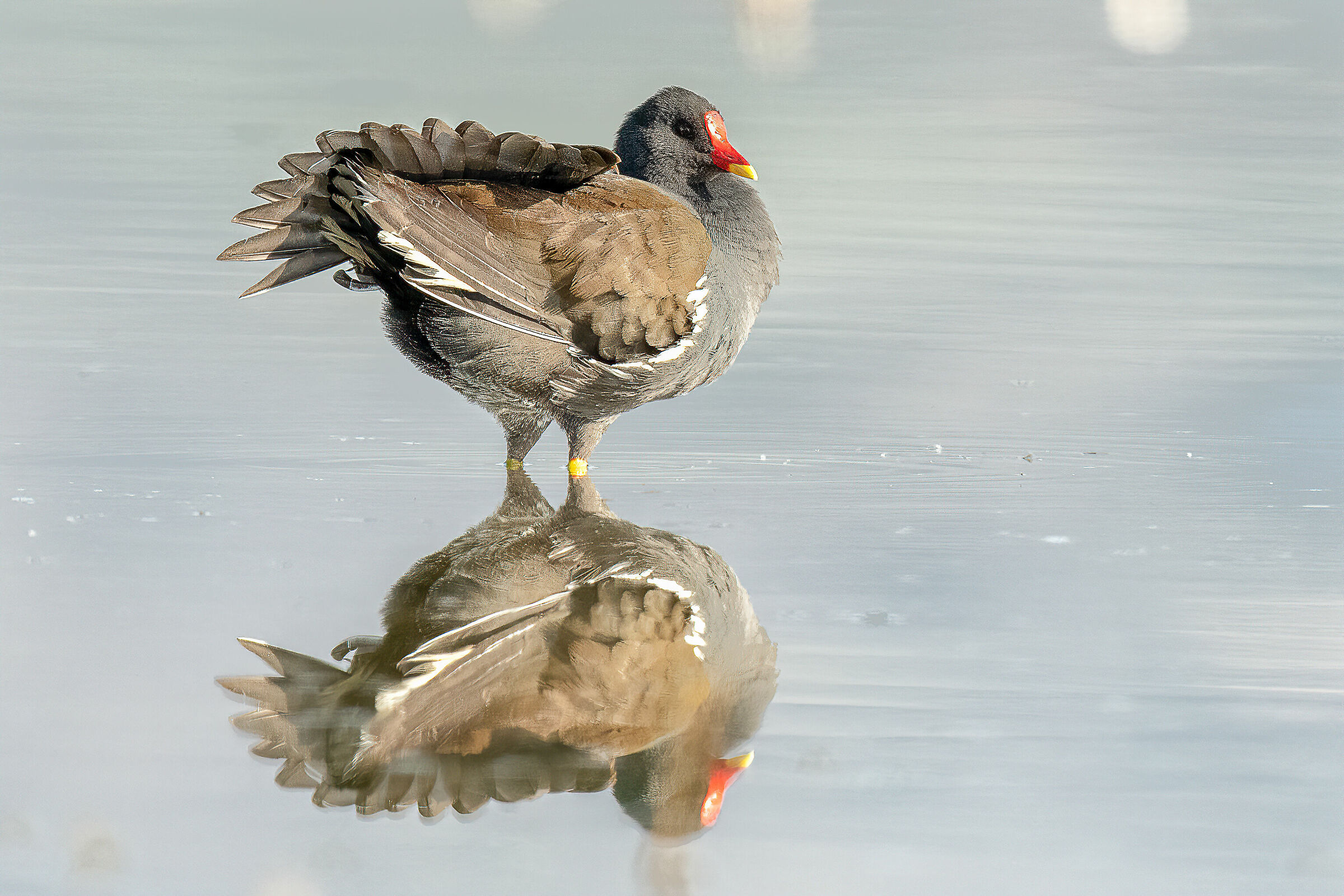 Gallinella d'acqua (Gallinula chloropus)