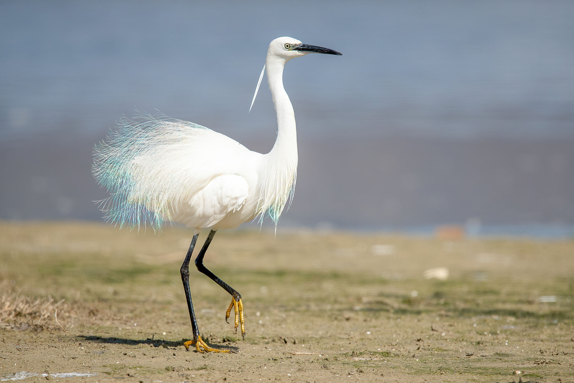 Garzetta (Egretta garzetta)