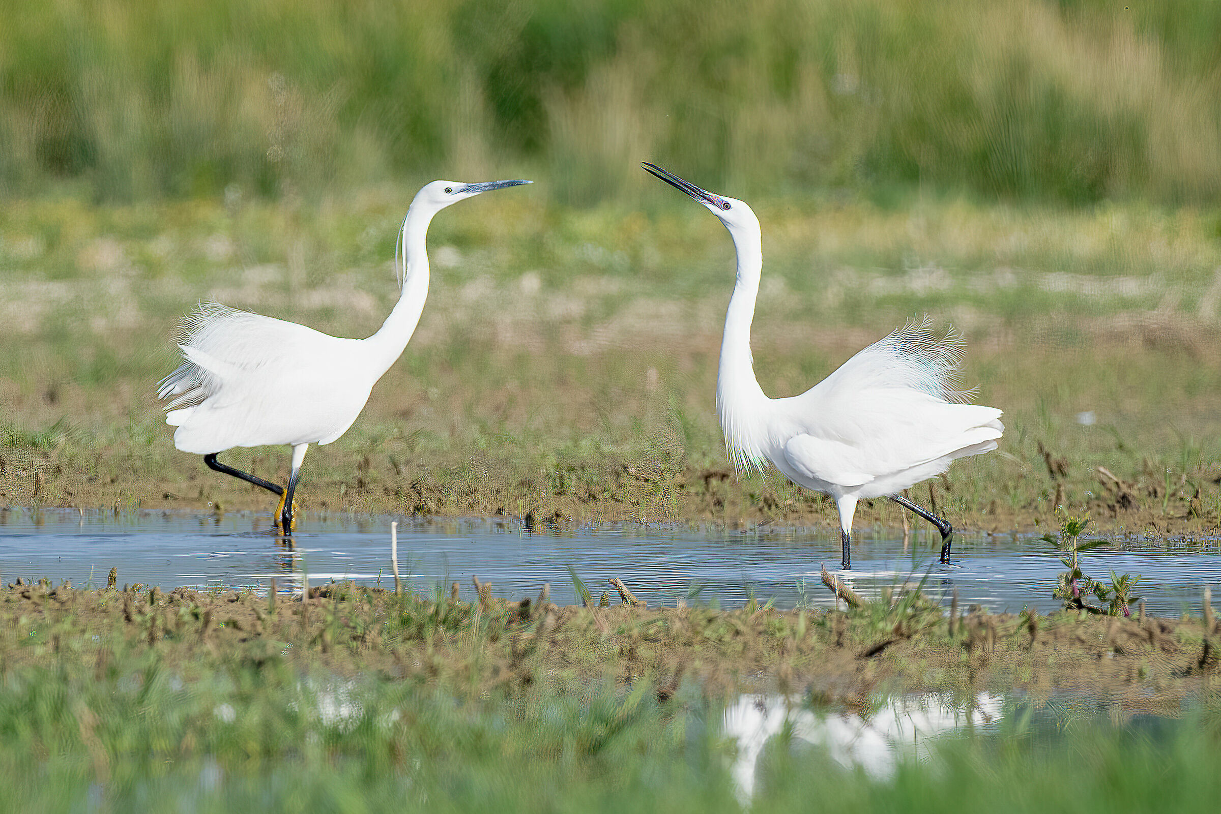 Garzetta (Egretta garzetta)