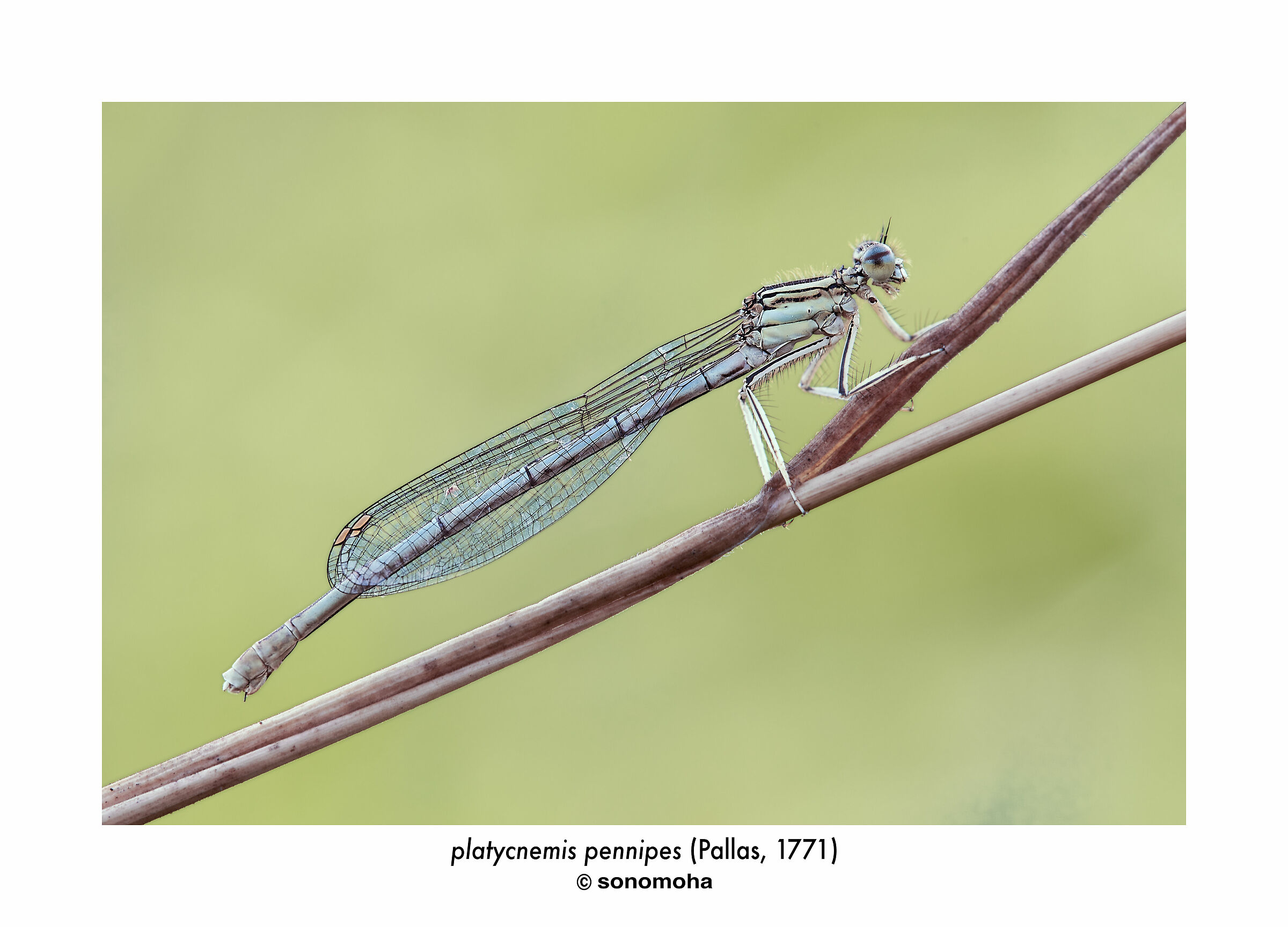 "platycnemis pennipes" (Pallas, 1771)