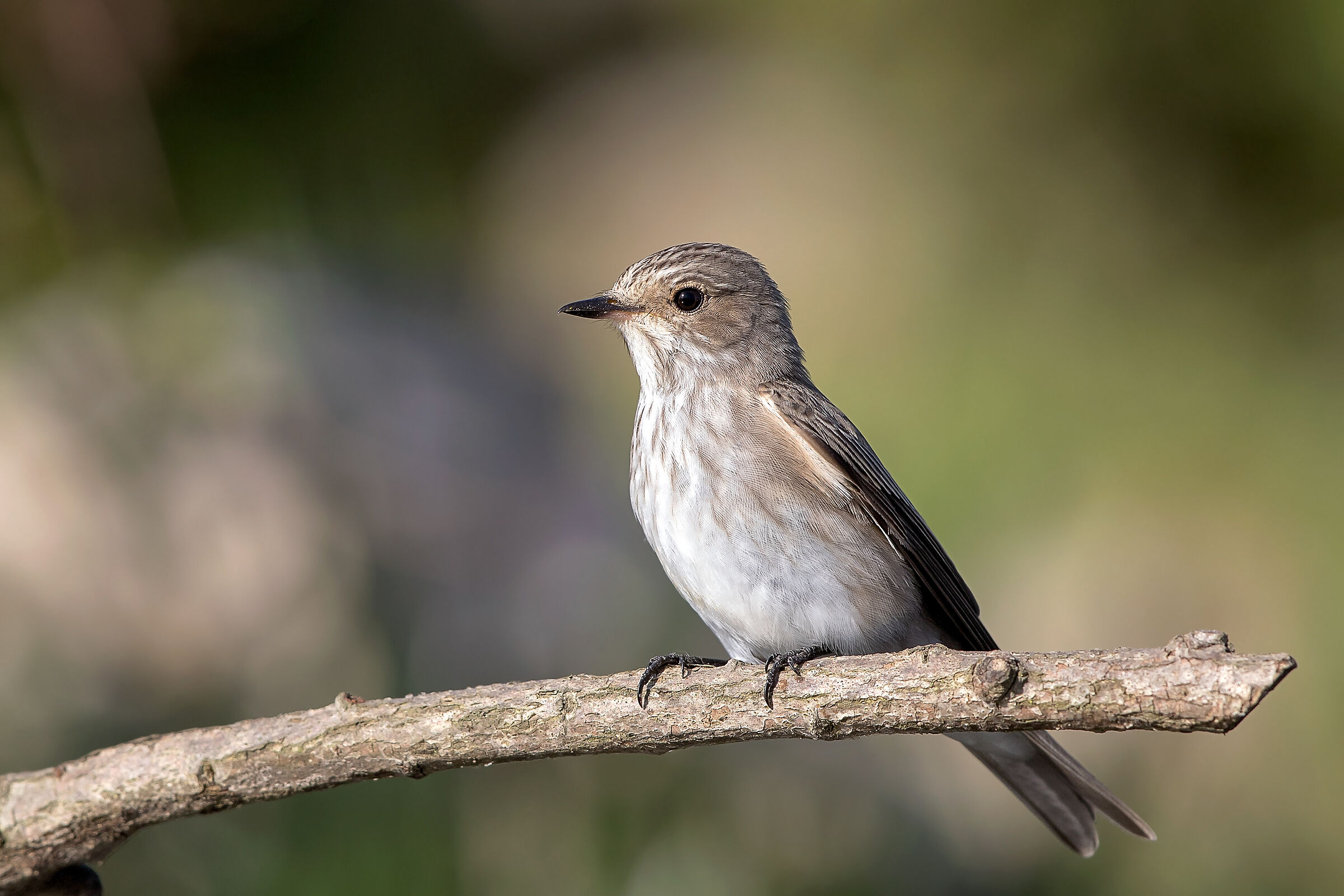 Pigliamosche comune (Muscicapa striata)