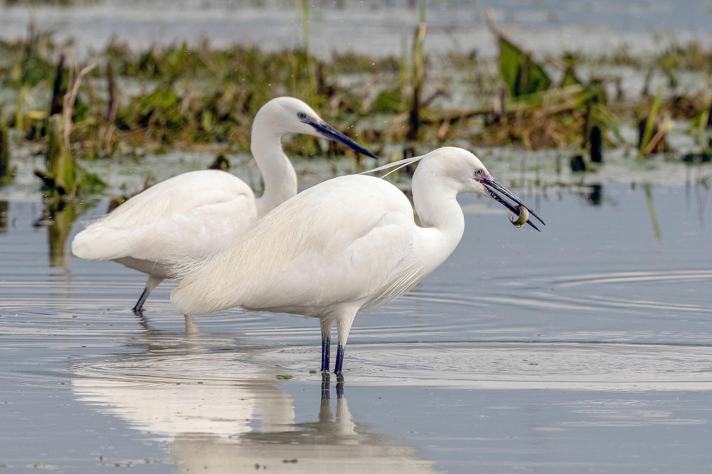Garzetta (Egretta garzetta)
