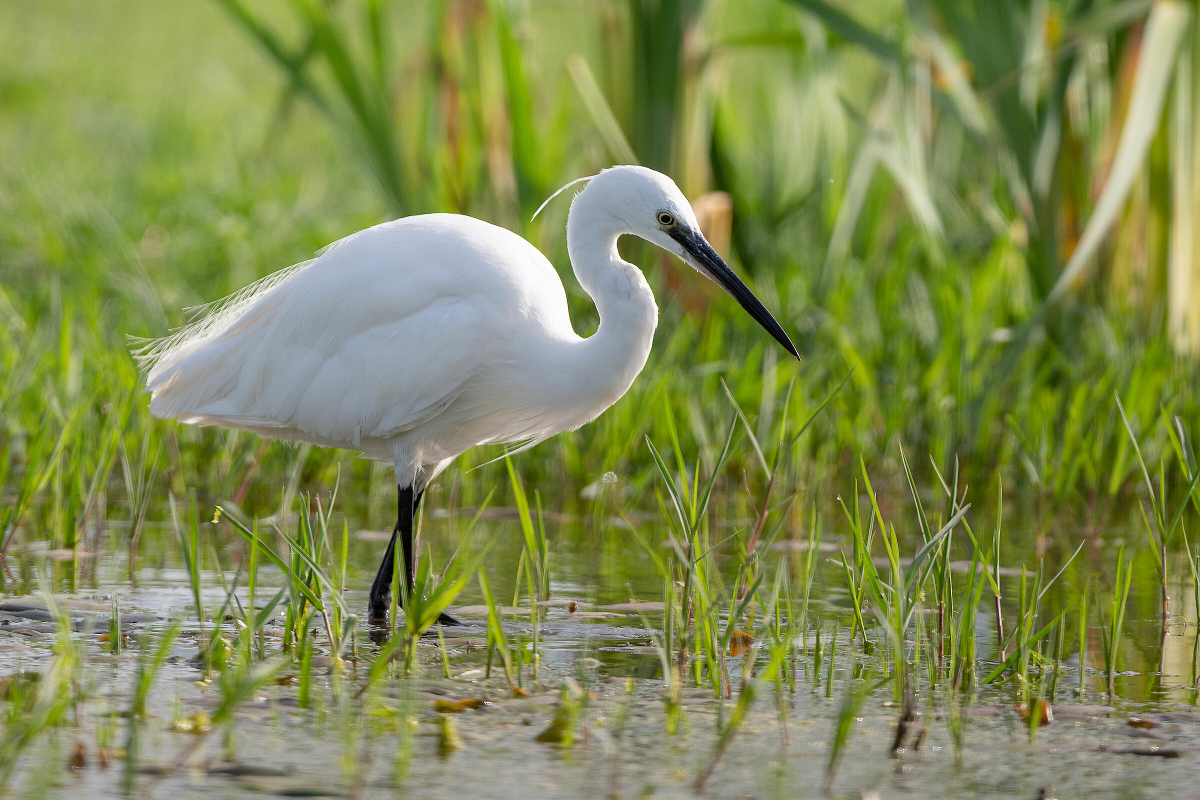 Garzetta (Egretta garzetta)