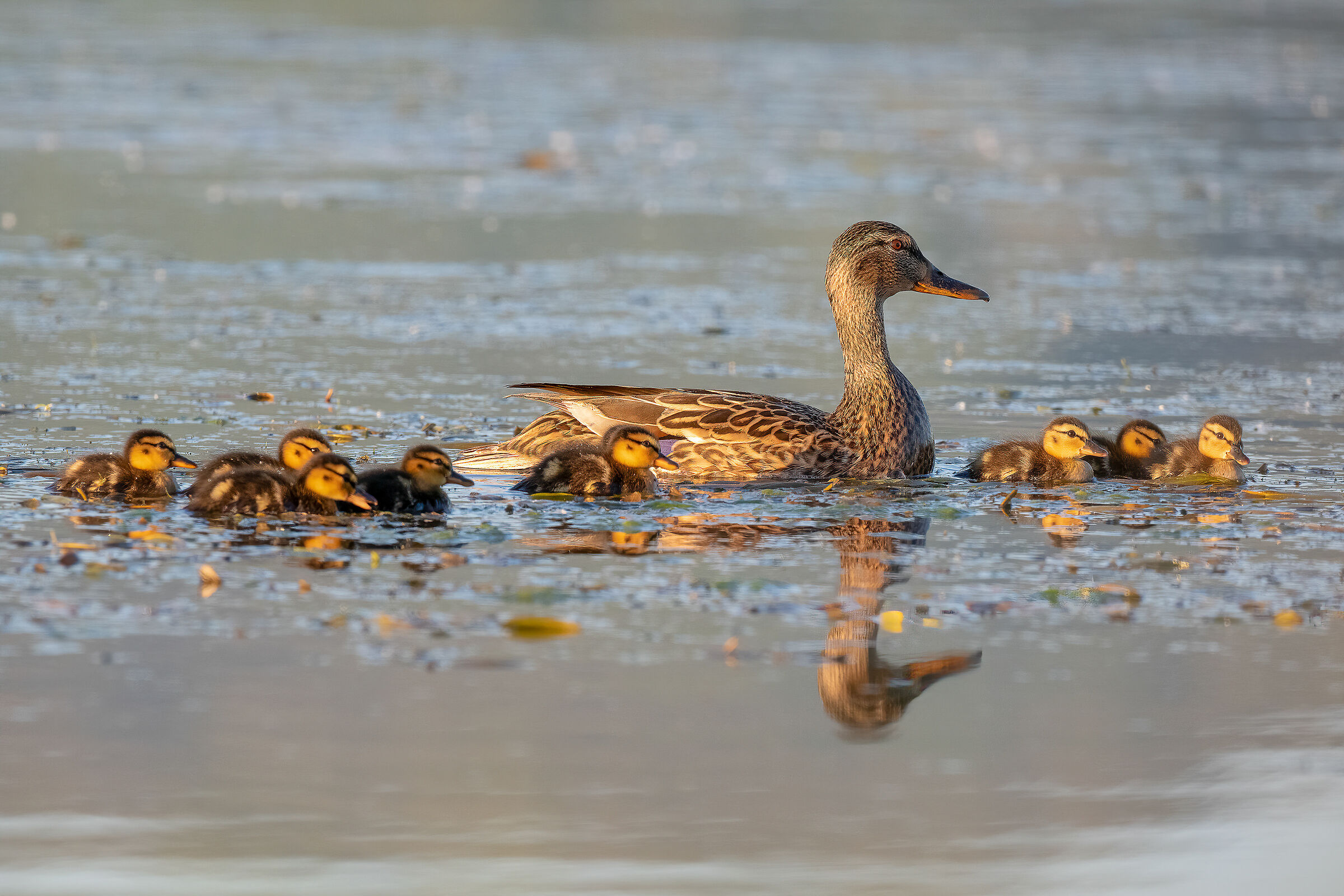 Germano (Anas platyrhynchos)