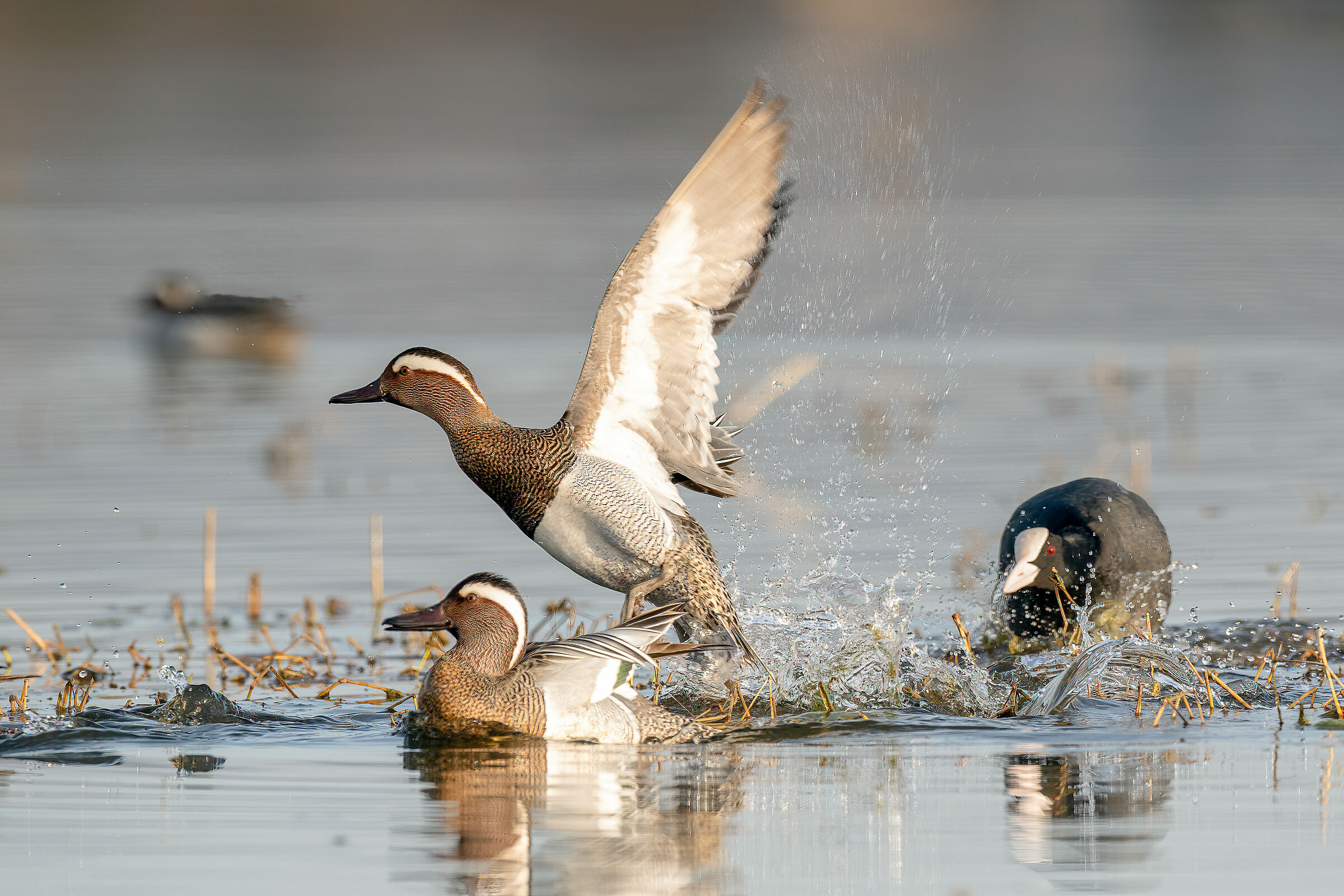 Marzaiola (Anas querquedula)