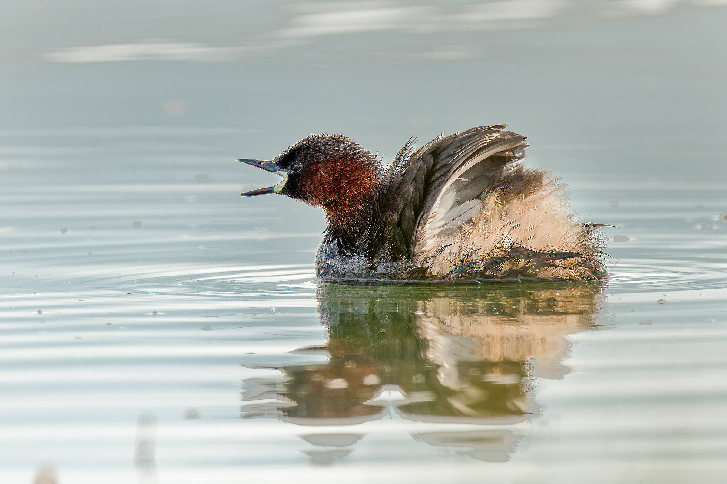 Tuffetto (Tachybaptus ruficollis)