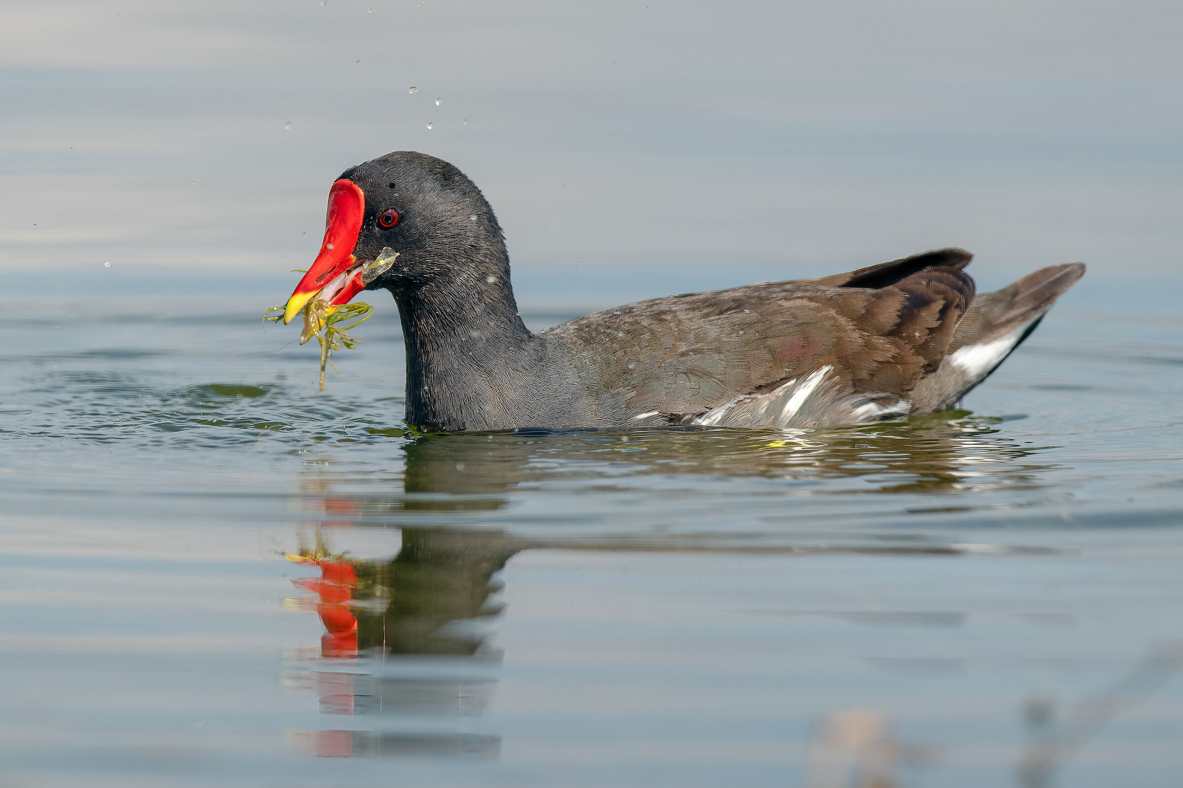 Gallinella d'acqua (Gallinula chloropus)