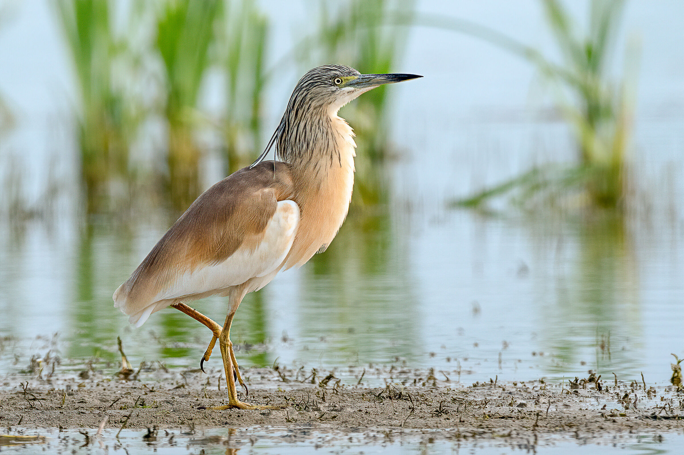 Sgarza ciuffetto (Ardeola ralloides)