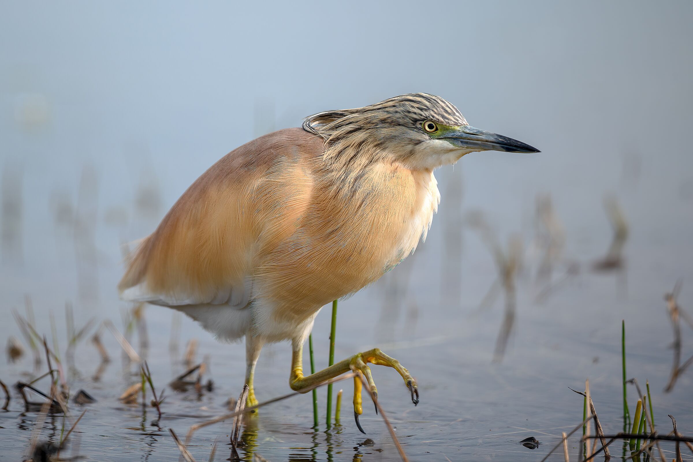 Sgarza ciuffetto (Ardeola ralloides)