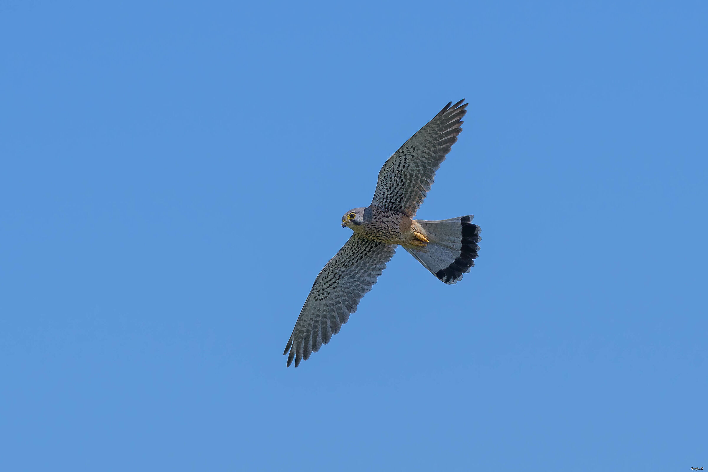 Kestrel