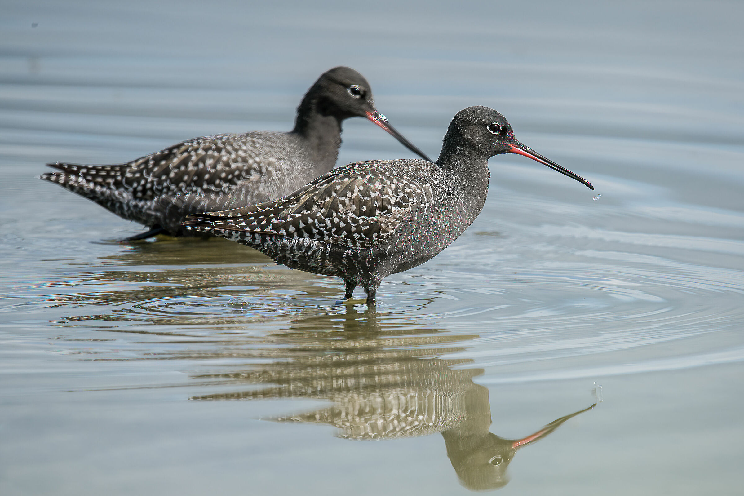 Totano moro (Tringa erythropus)
