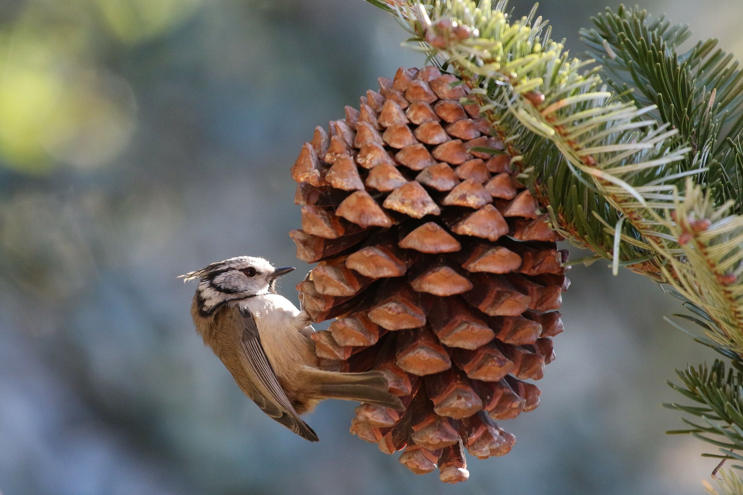 tincncia from the tuft