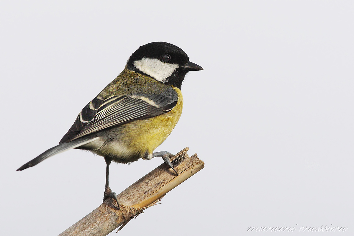 Great Tit (Parus major)
