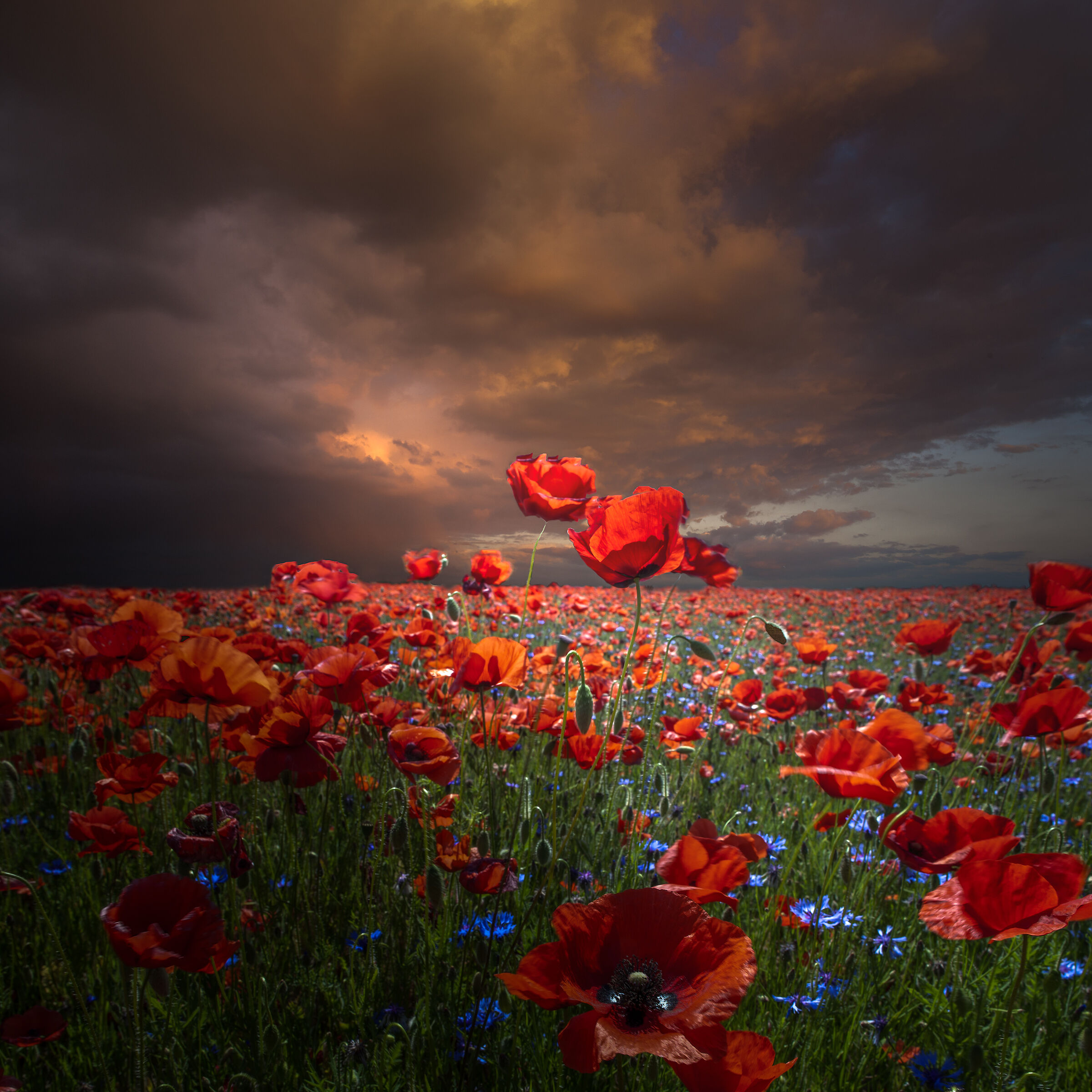 Like red soldiers at sunset