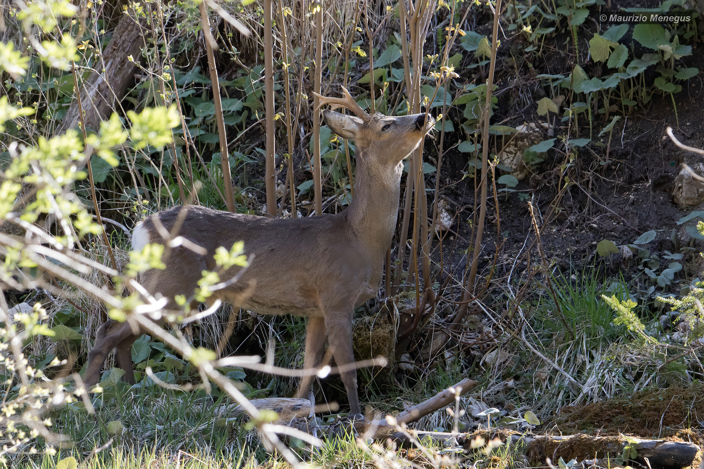 Capriolo maggio 2020