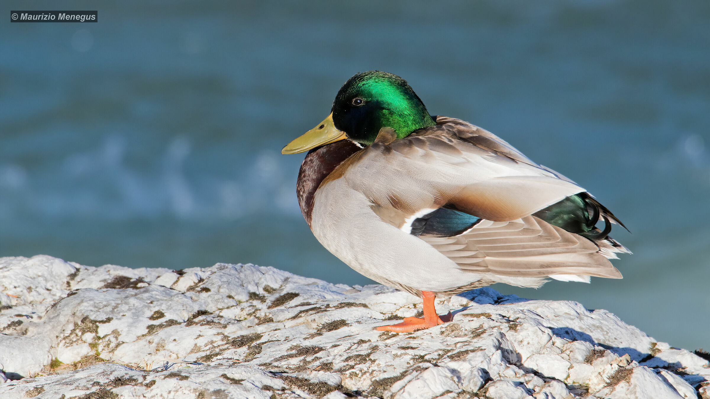 Germano reale sul torrente sotto i primi raggi del sole