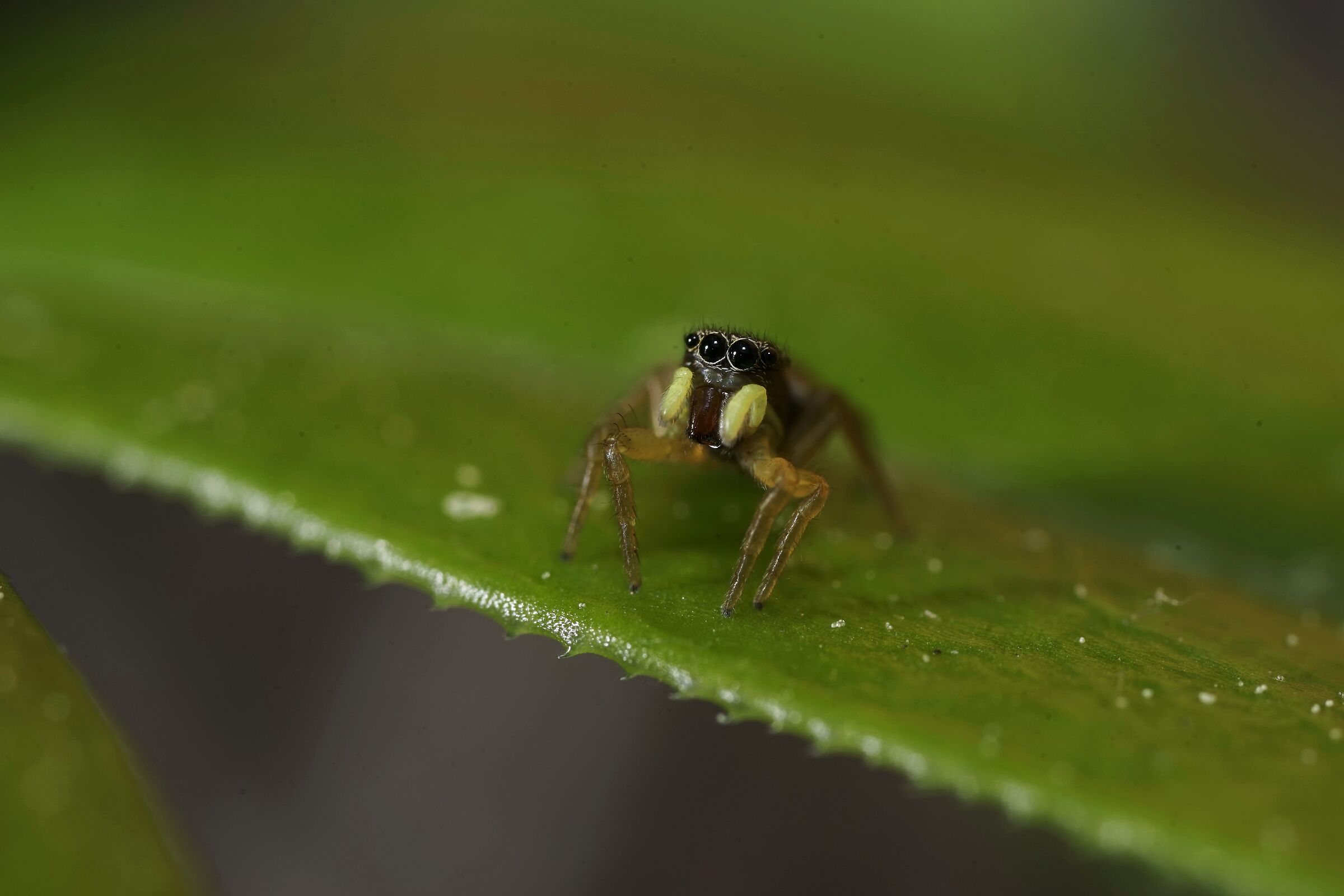 Un altro ragno Salticidae a caccia di prede