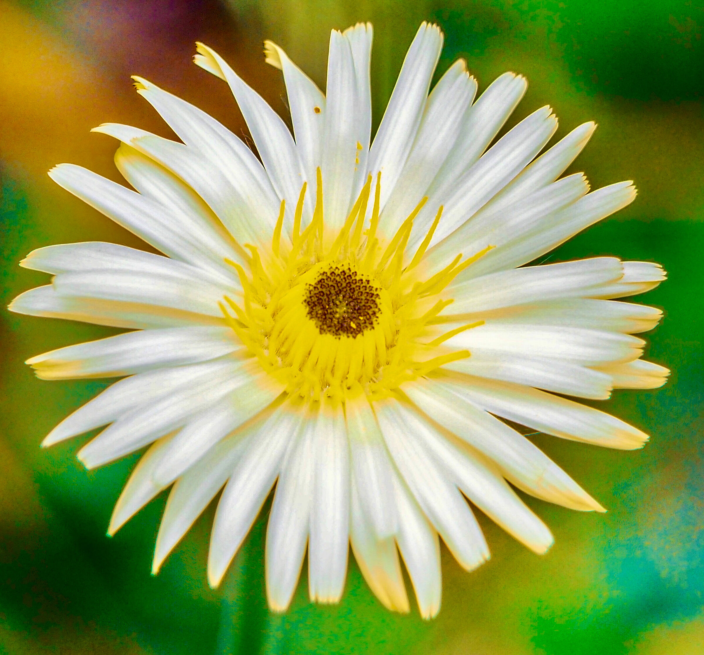 Spring Time, New1001