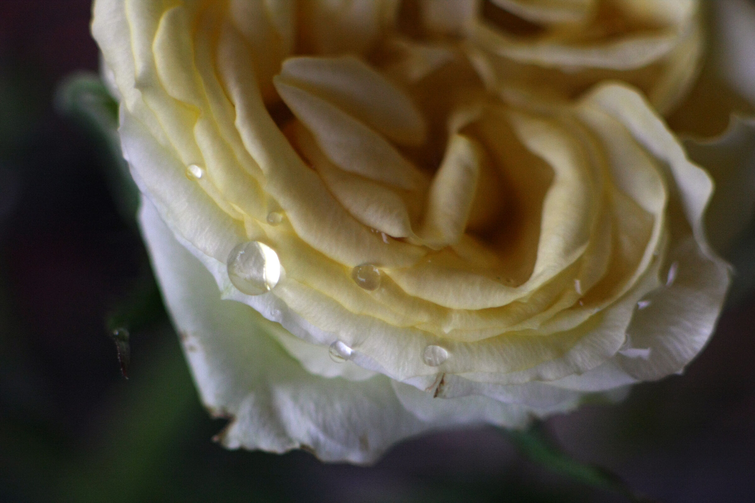 drops of yellow rose