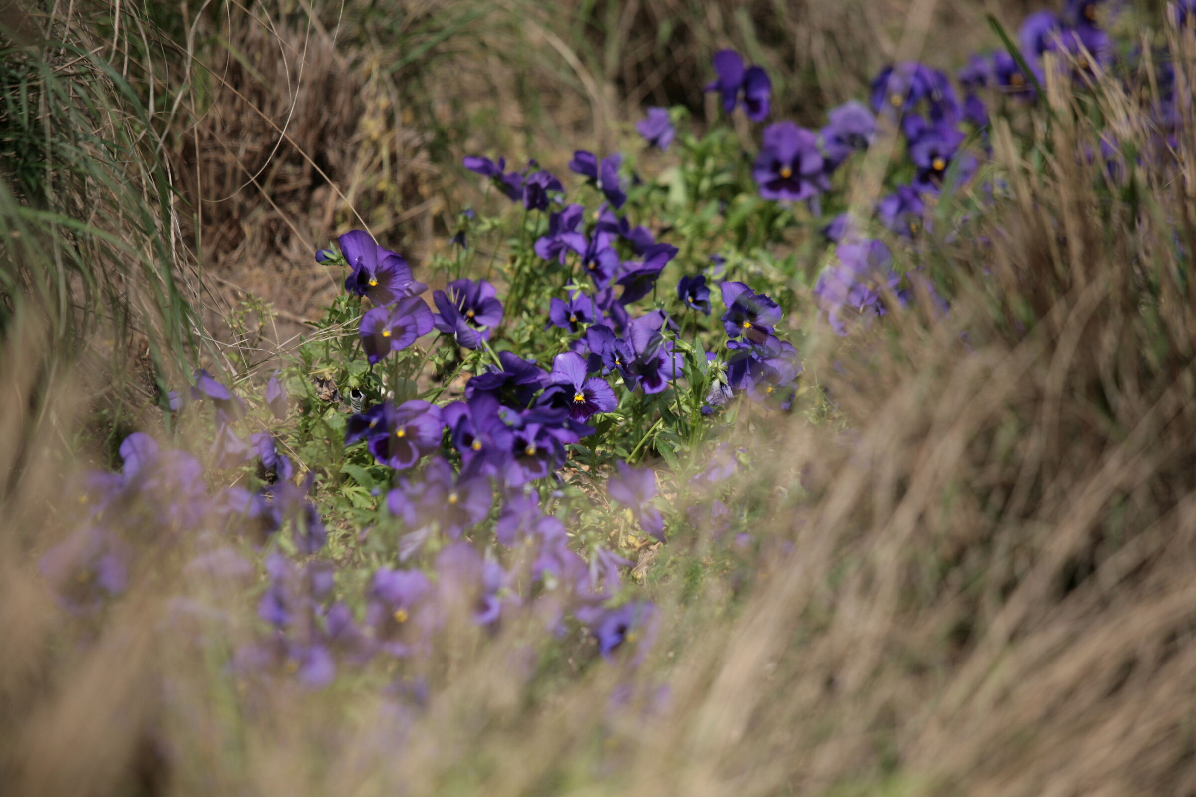 between strands of dry grass