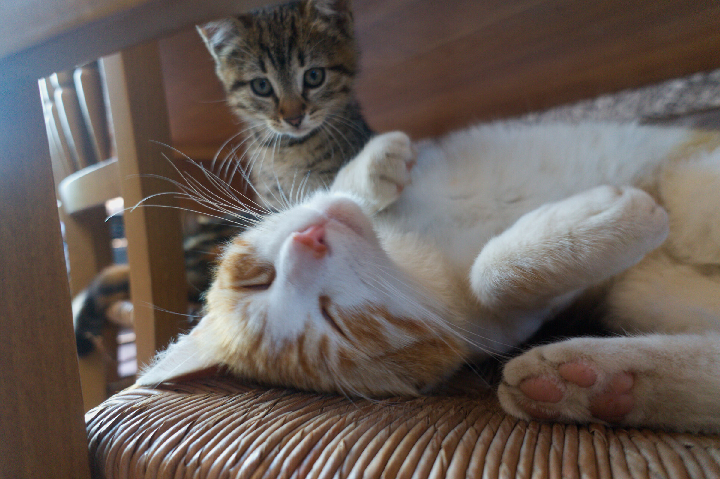 Oddio è morto...ah no...dorme