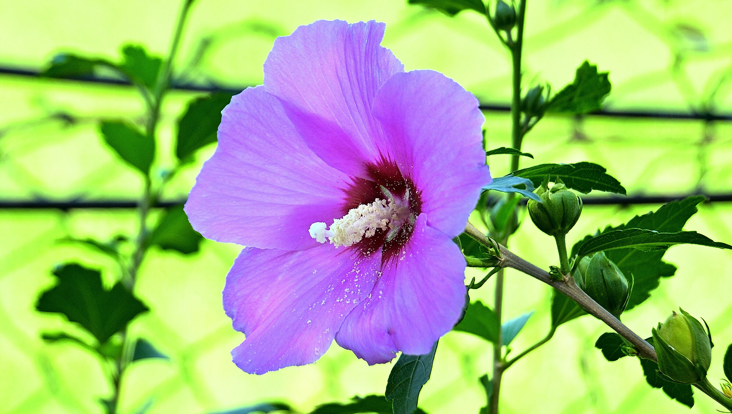 Beauty in a Flower...