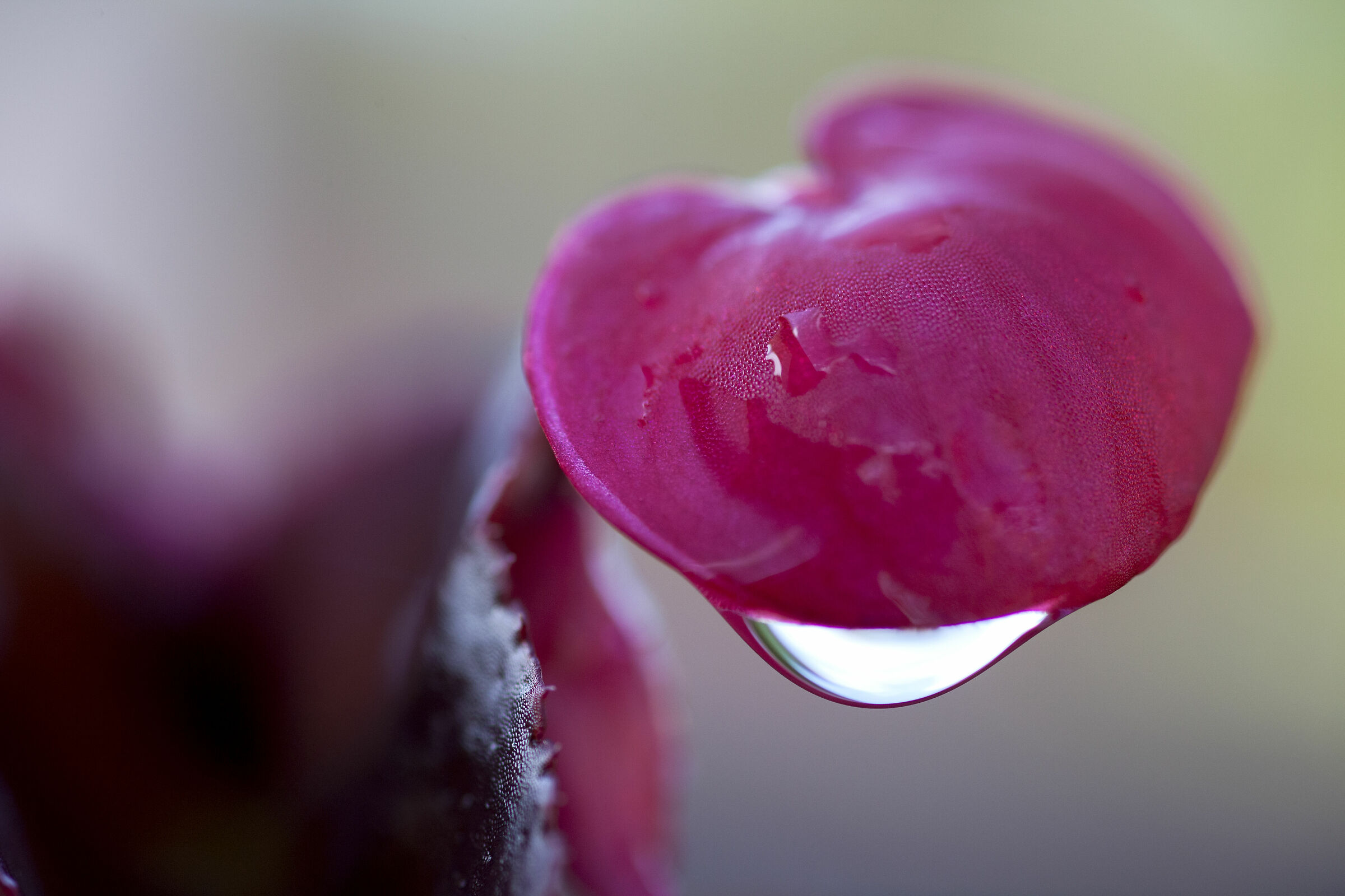 rain & tears