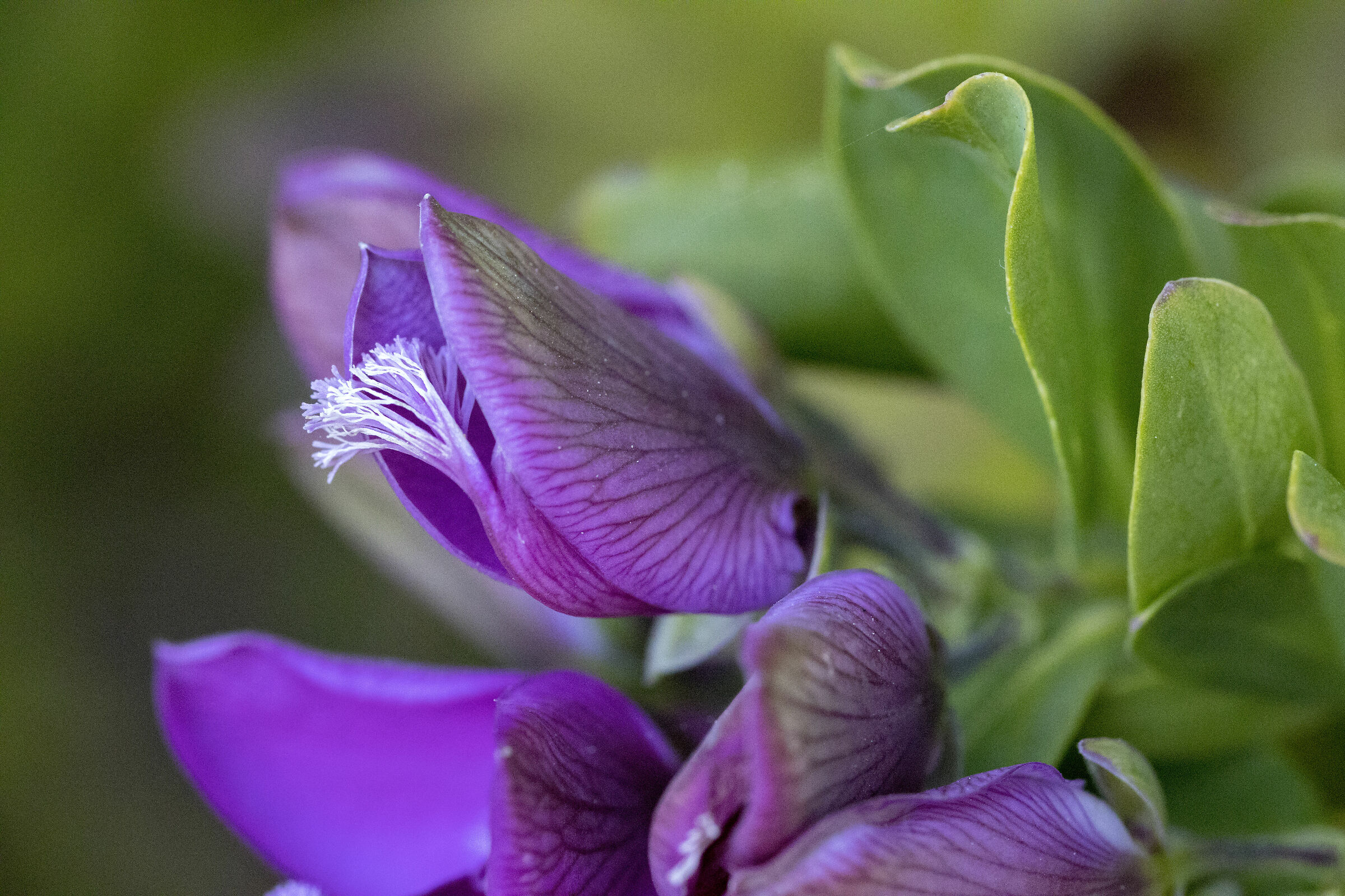 violet