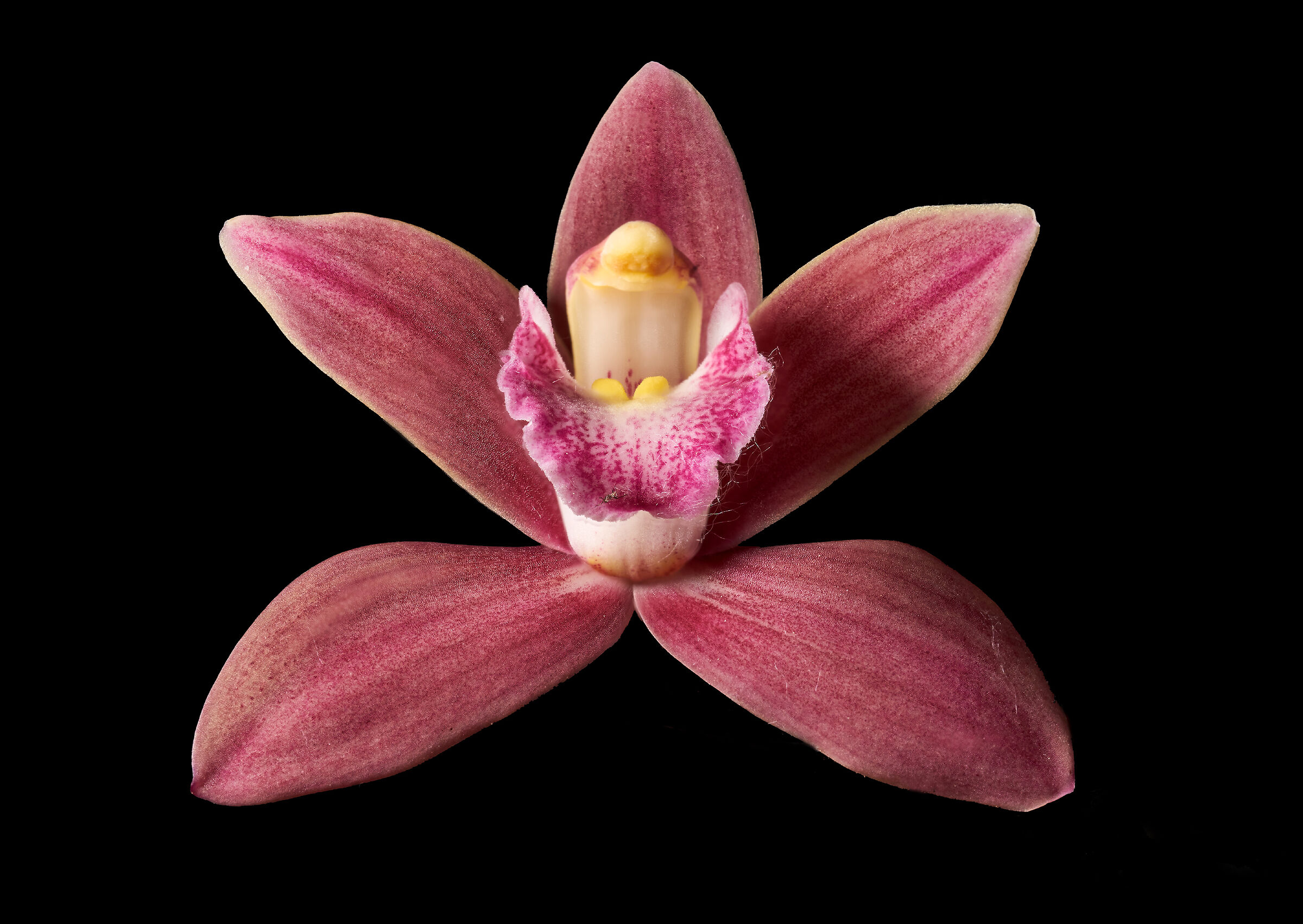 Orchidea da giardino