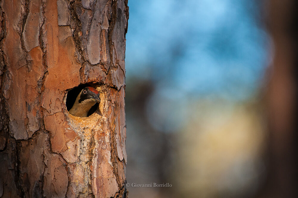 green woodpecker