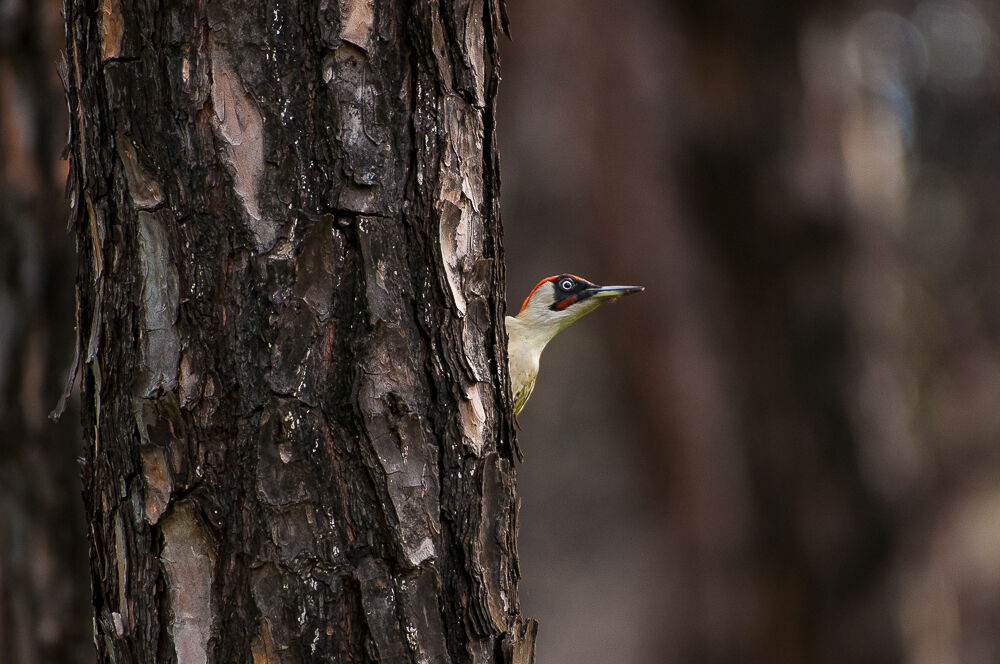 green woodpecker