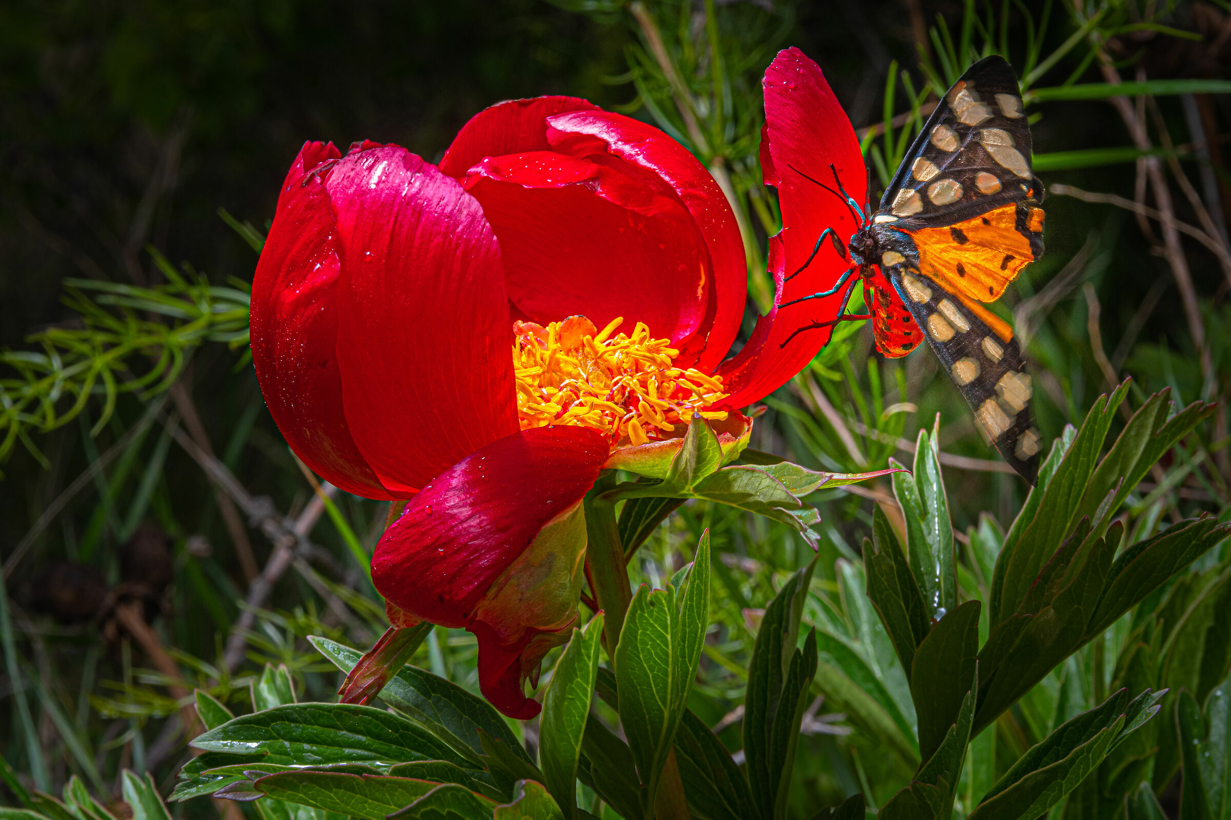 peony and butterfly