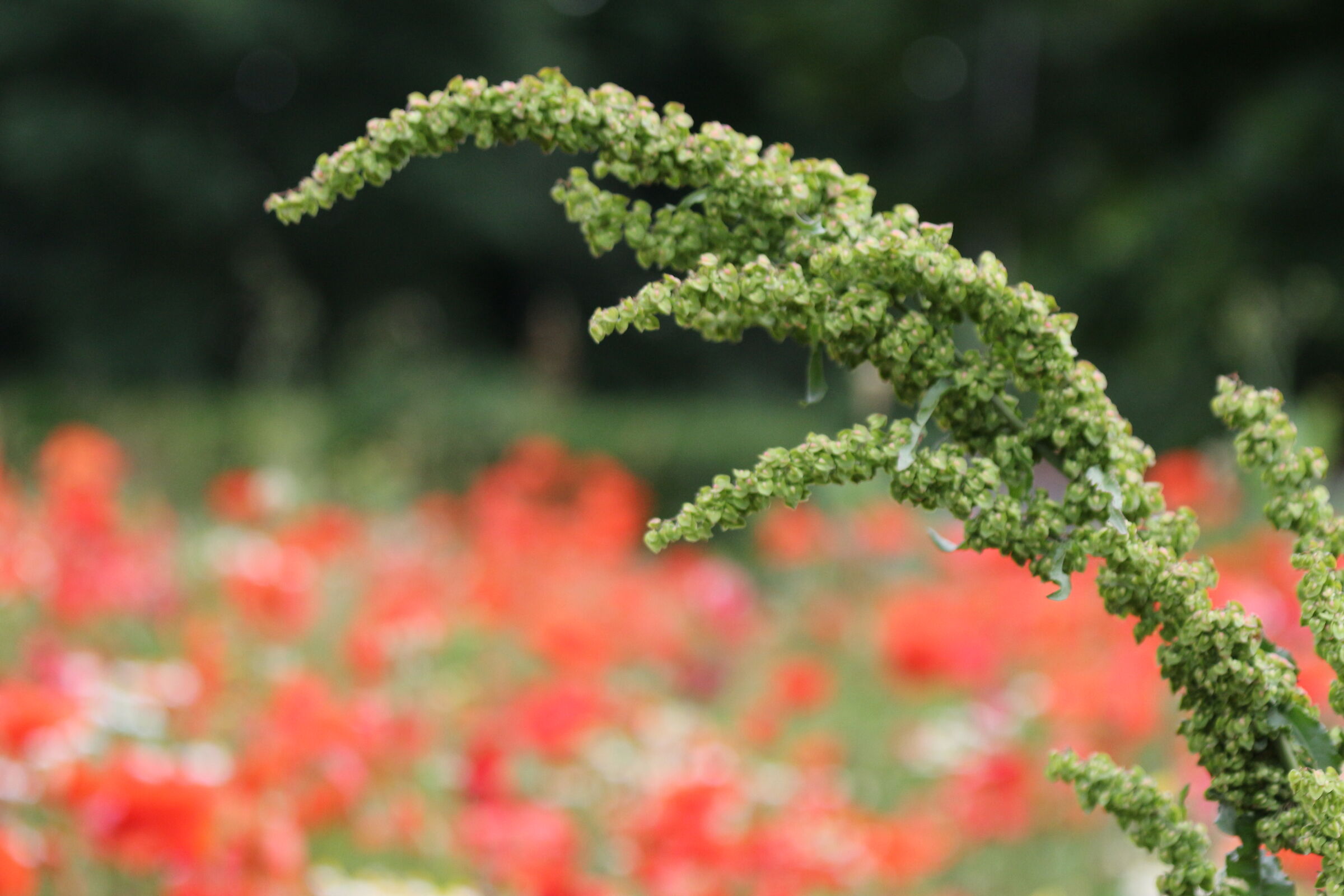 green in the shaded red