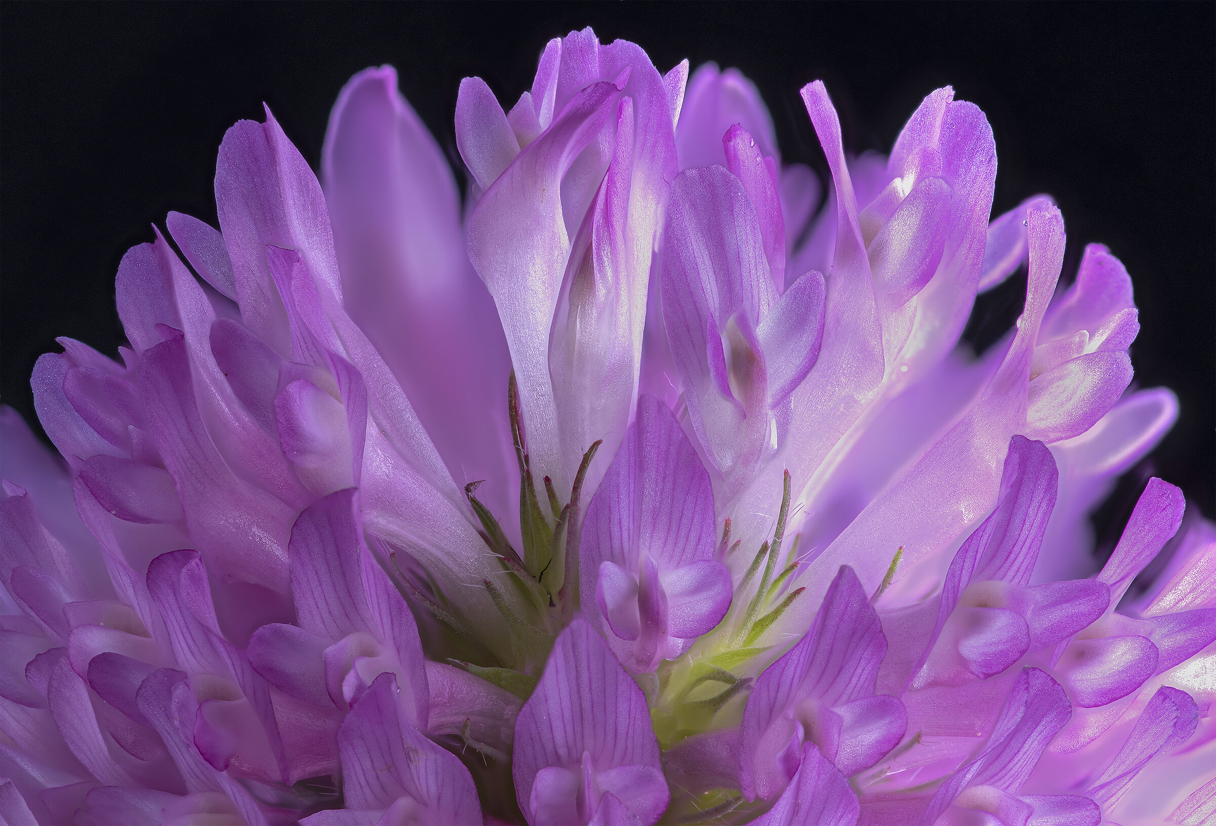 Infiorescenza di trifoglio 2