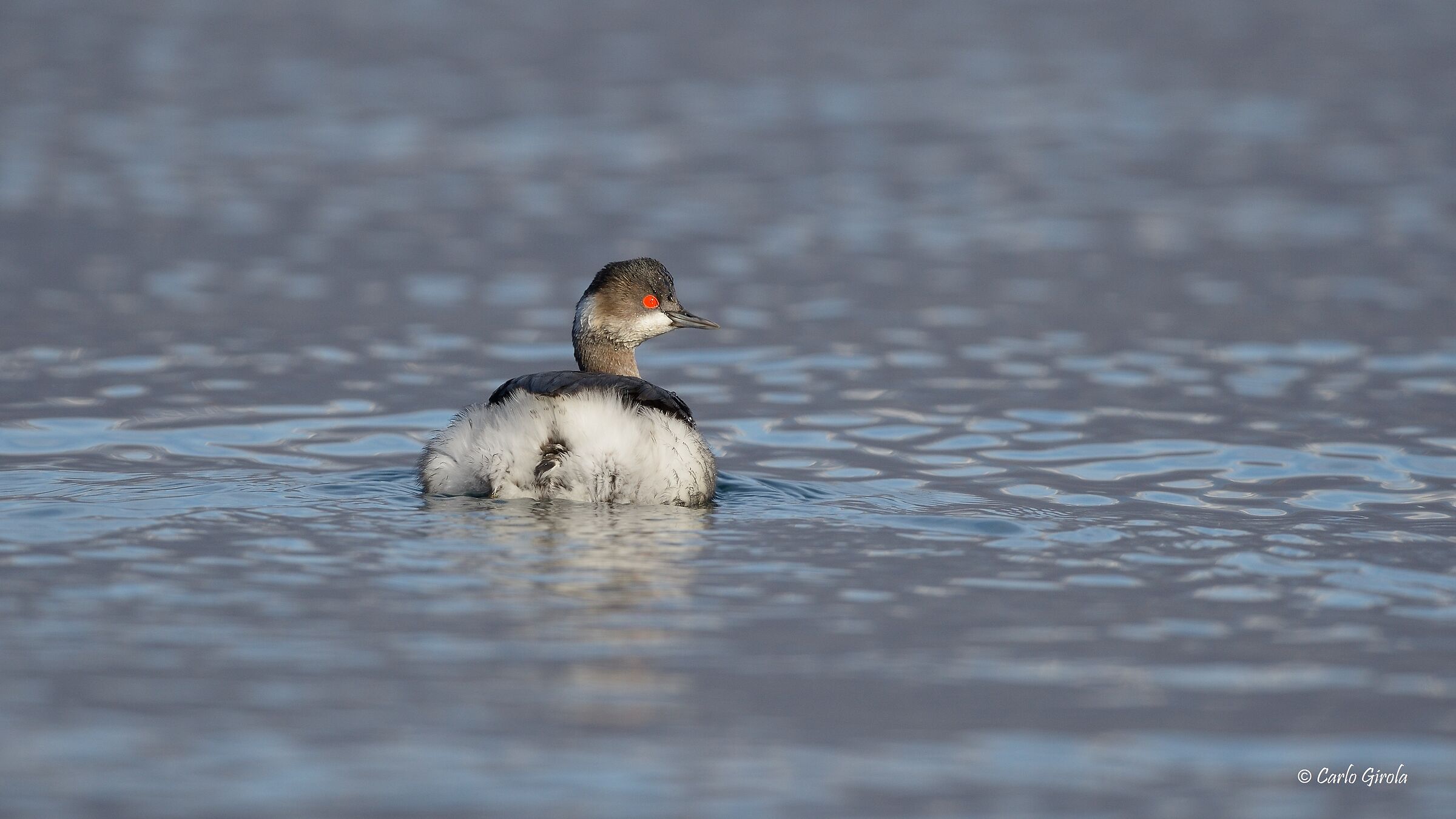 Small Svasso (Podiceps nigricollis)