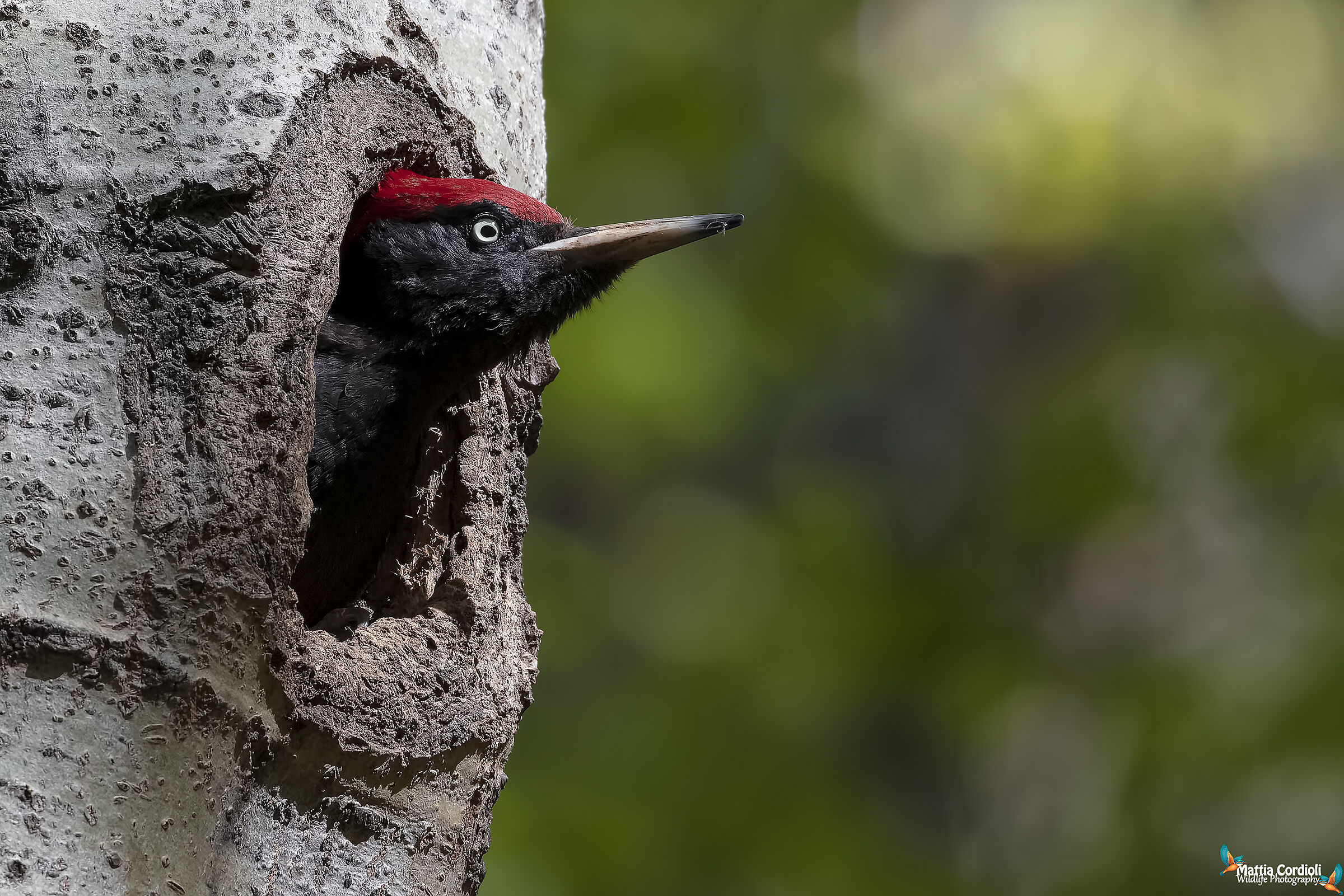 Black woodpecker