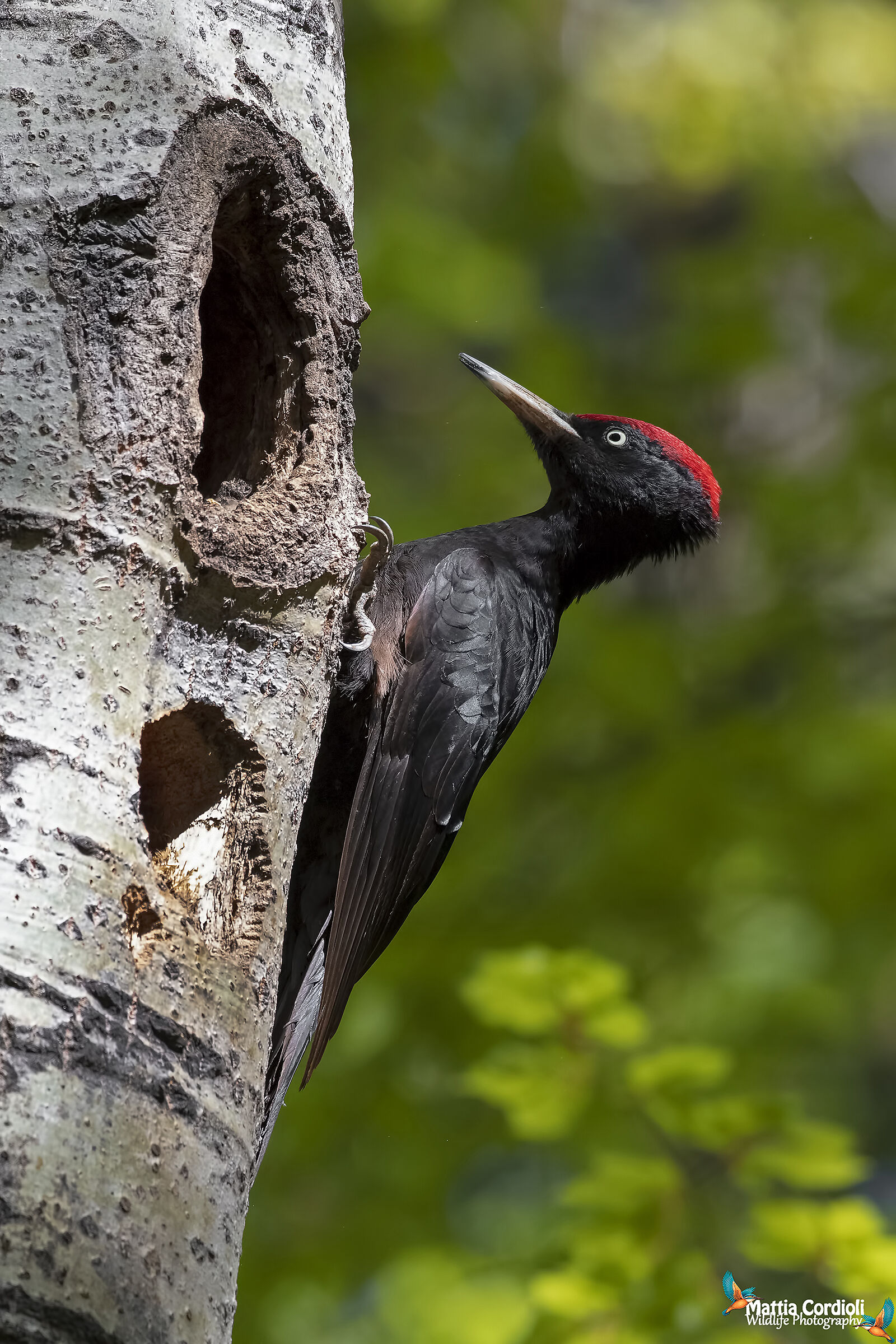 Black woodpecker