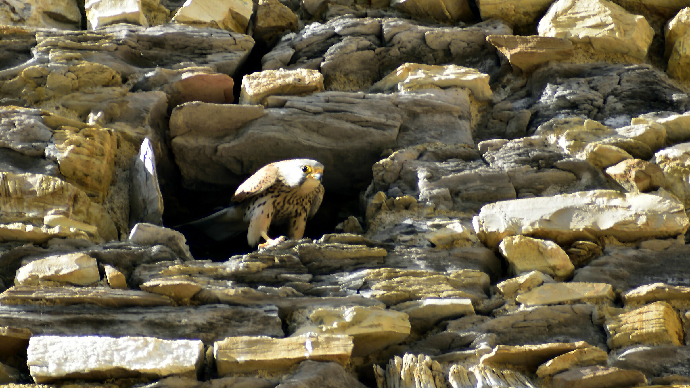 Kestrel