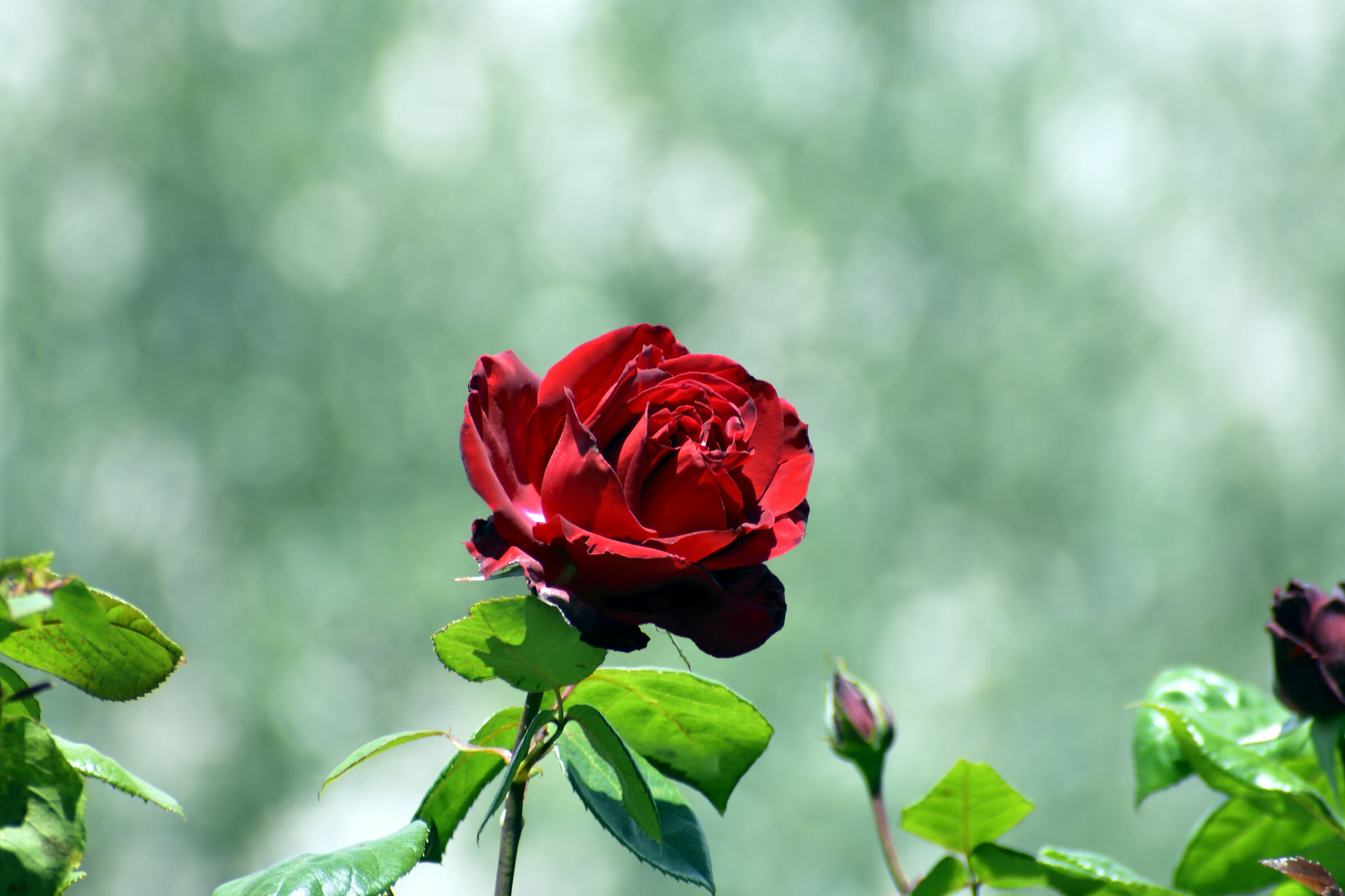 Red rose