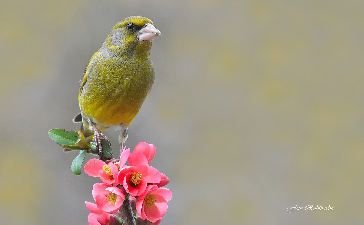 The Verdone in pink....