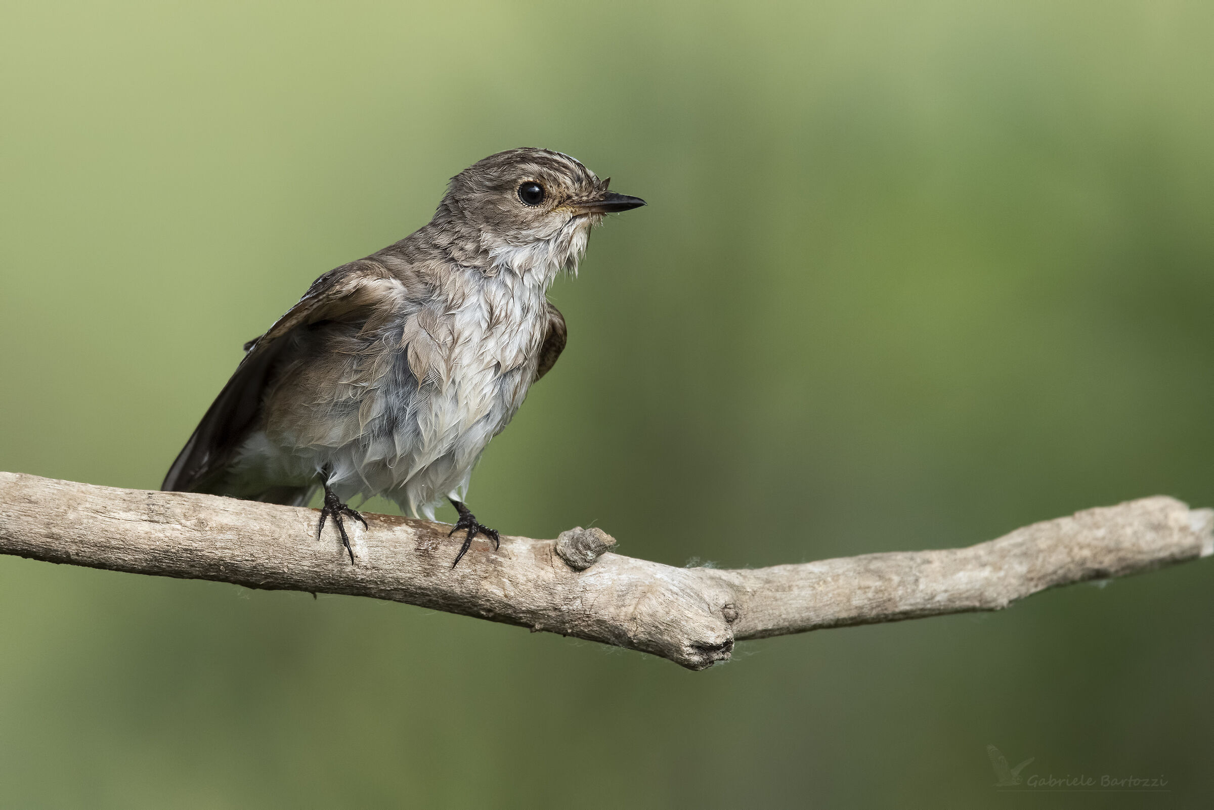 Pigliamosche after bath