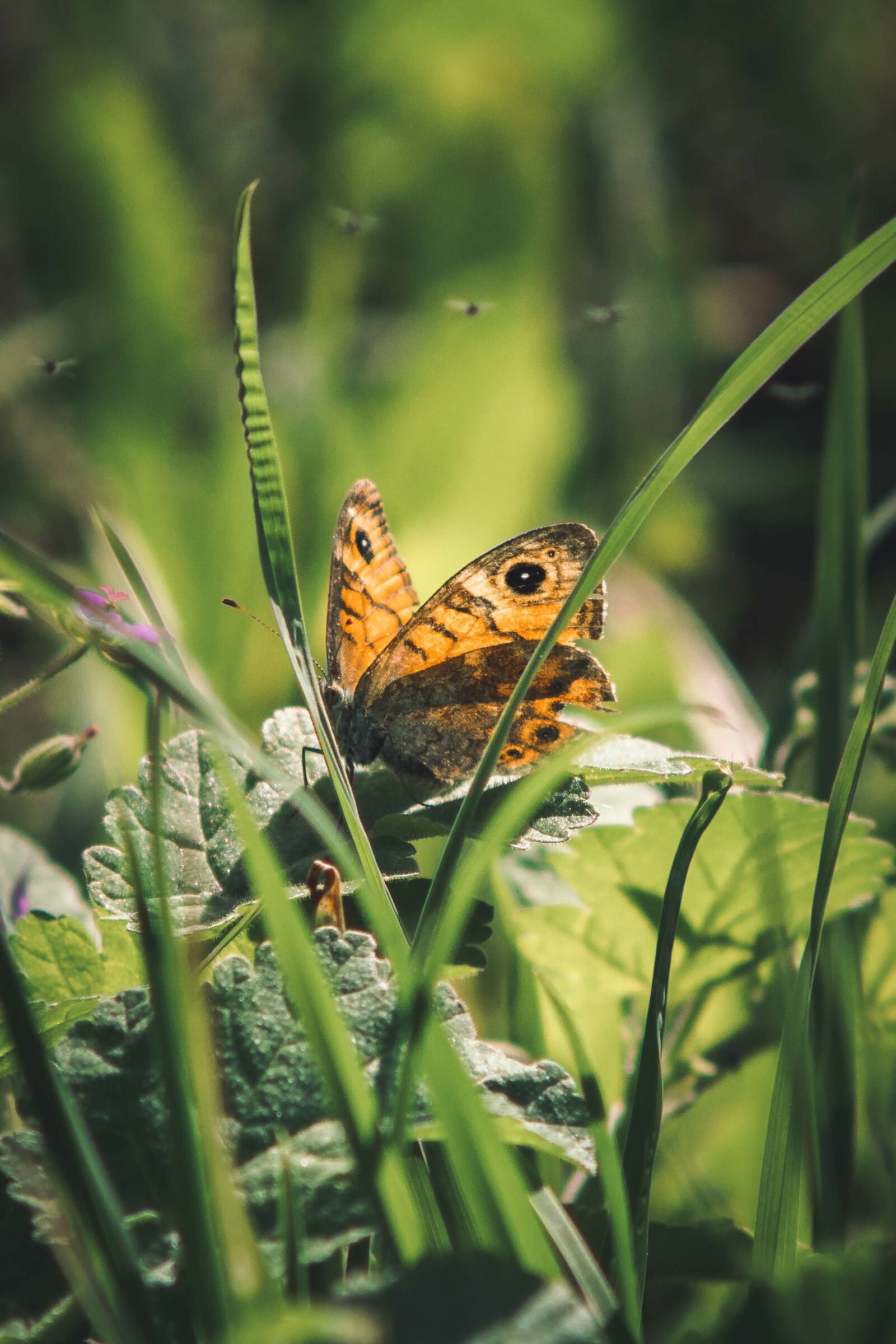 Farfalla in giardino