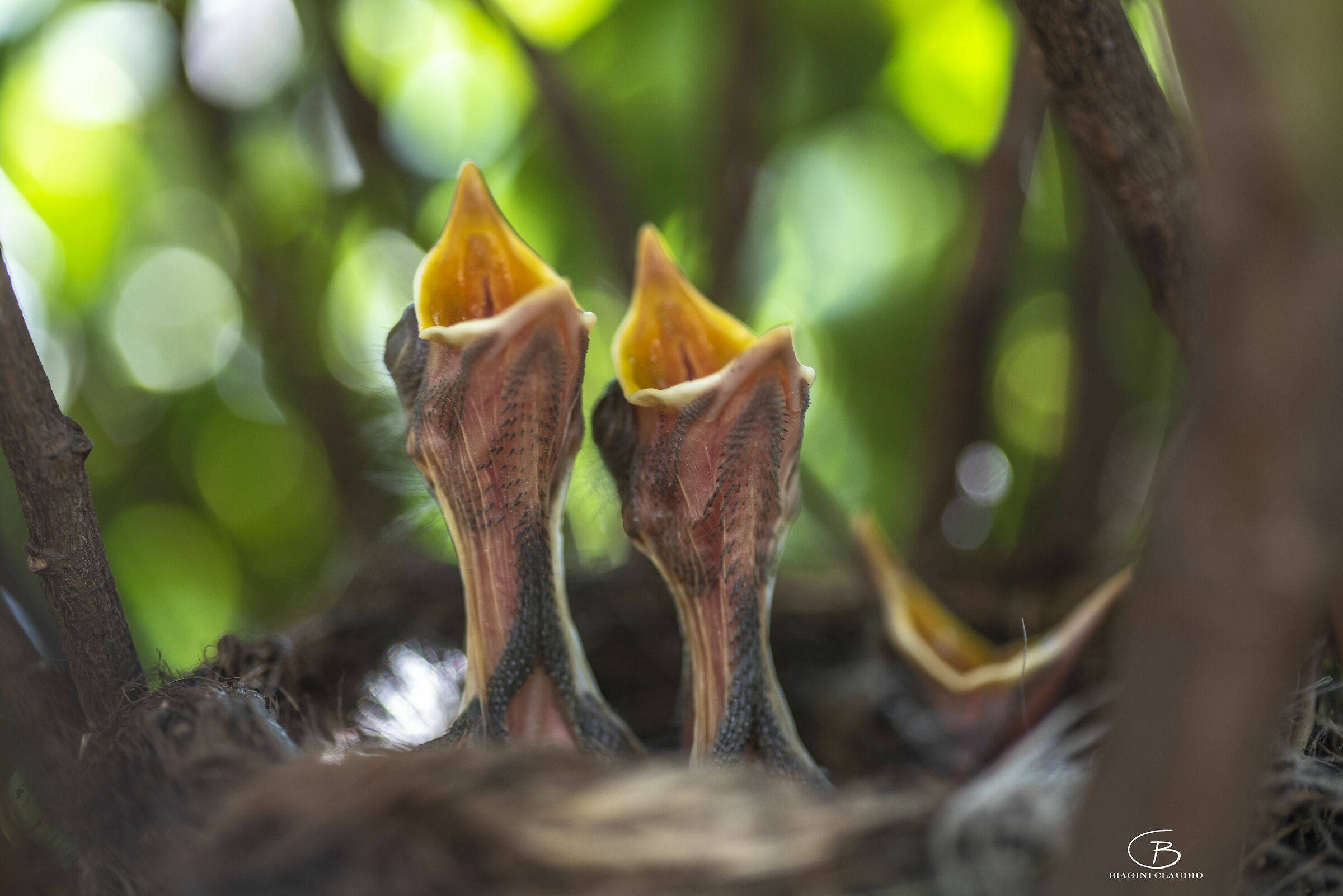 "We're going to make it," blackbirds's nest